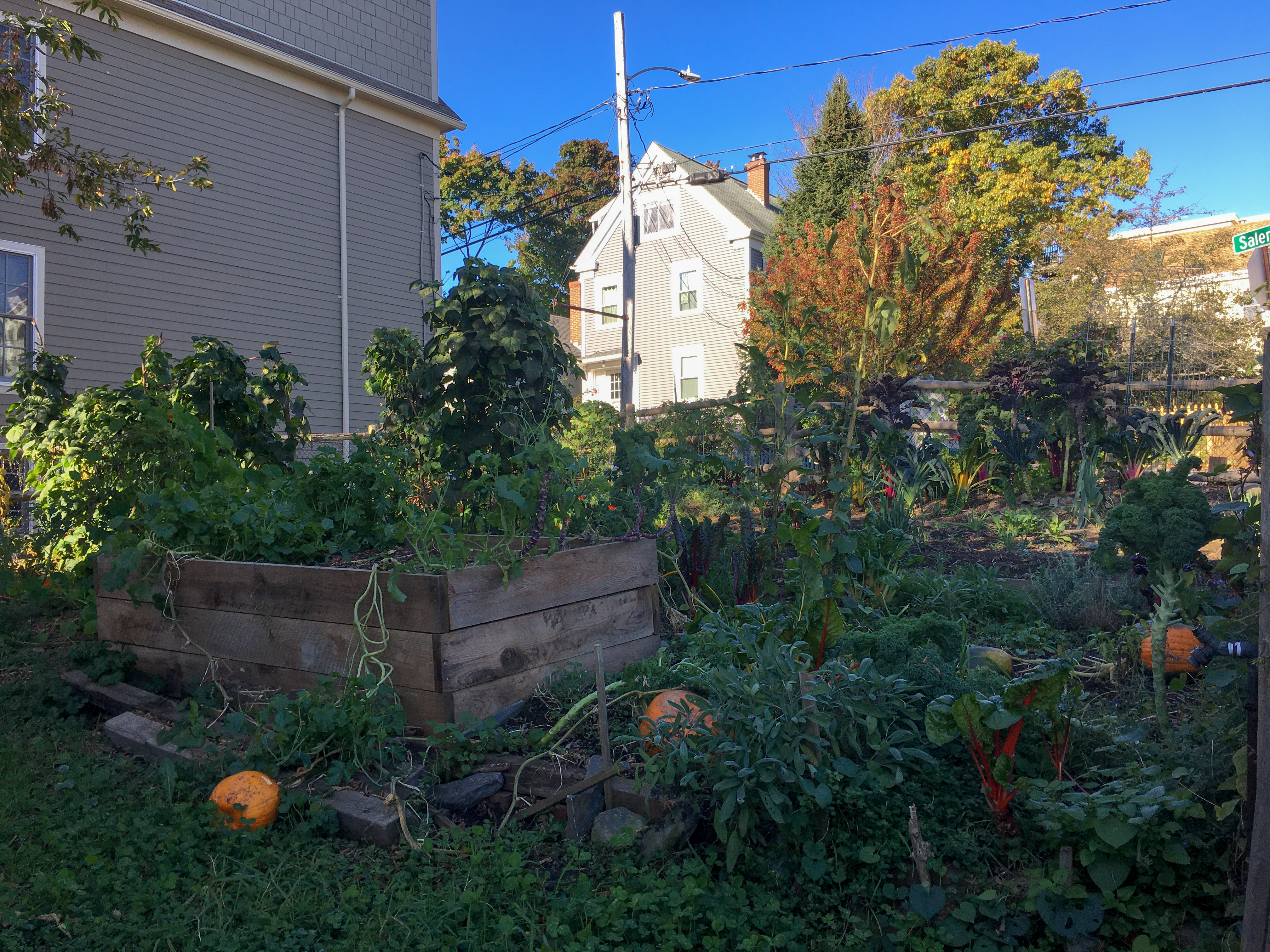 clark street community garden view of the whole thing with blue skies and a white house in the distance