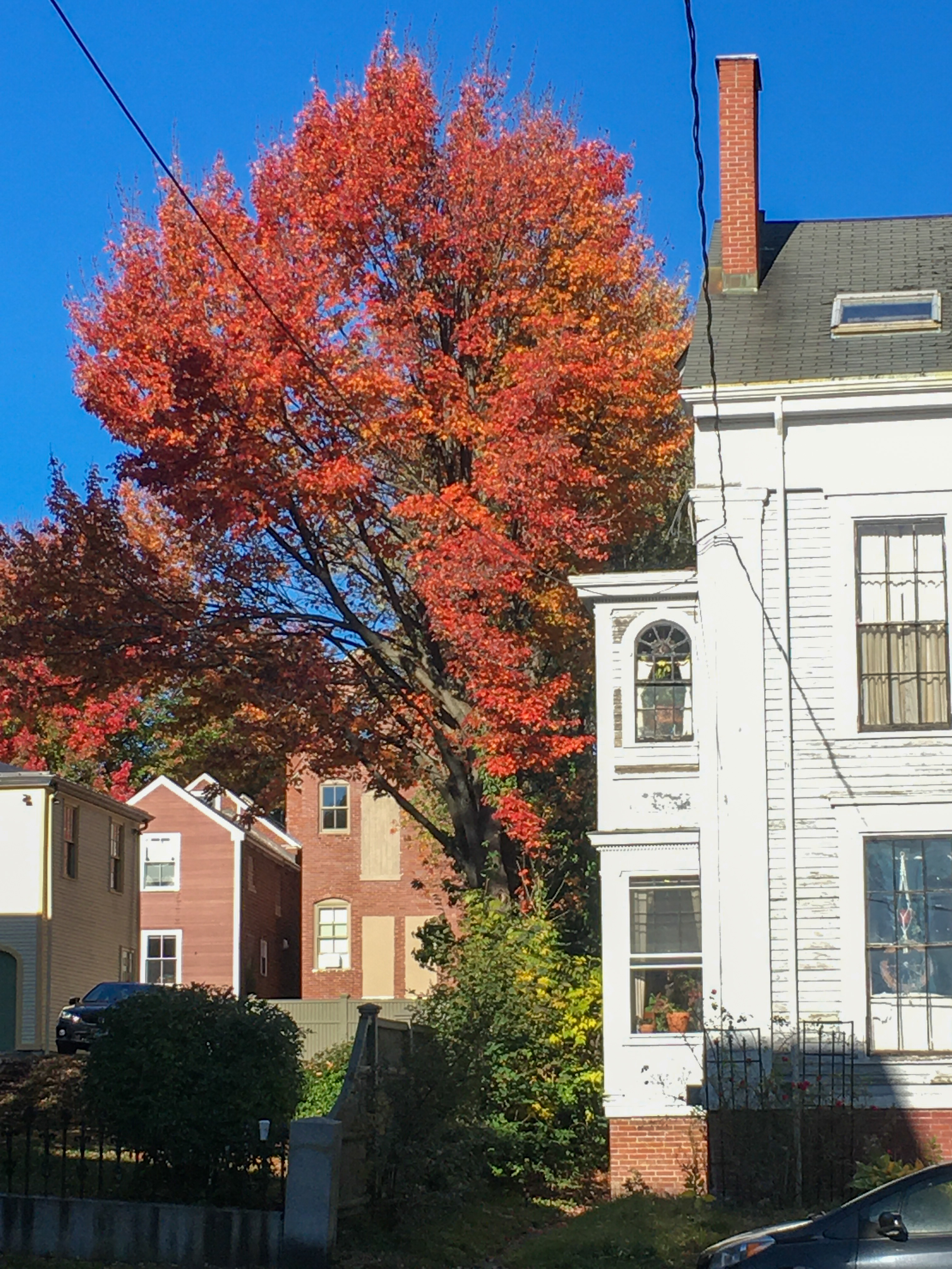 white house with a red tree next to it