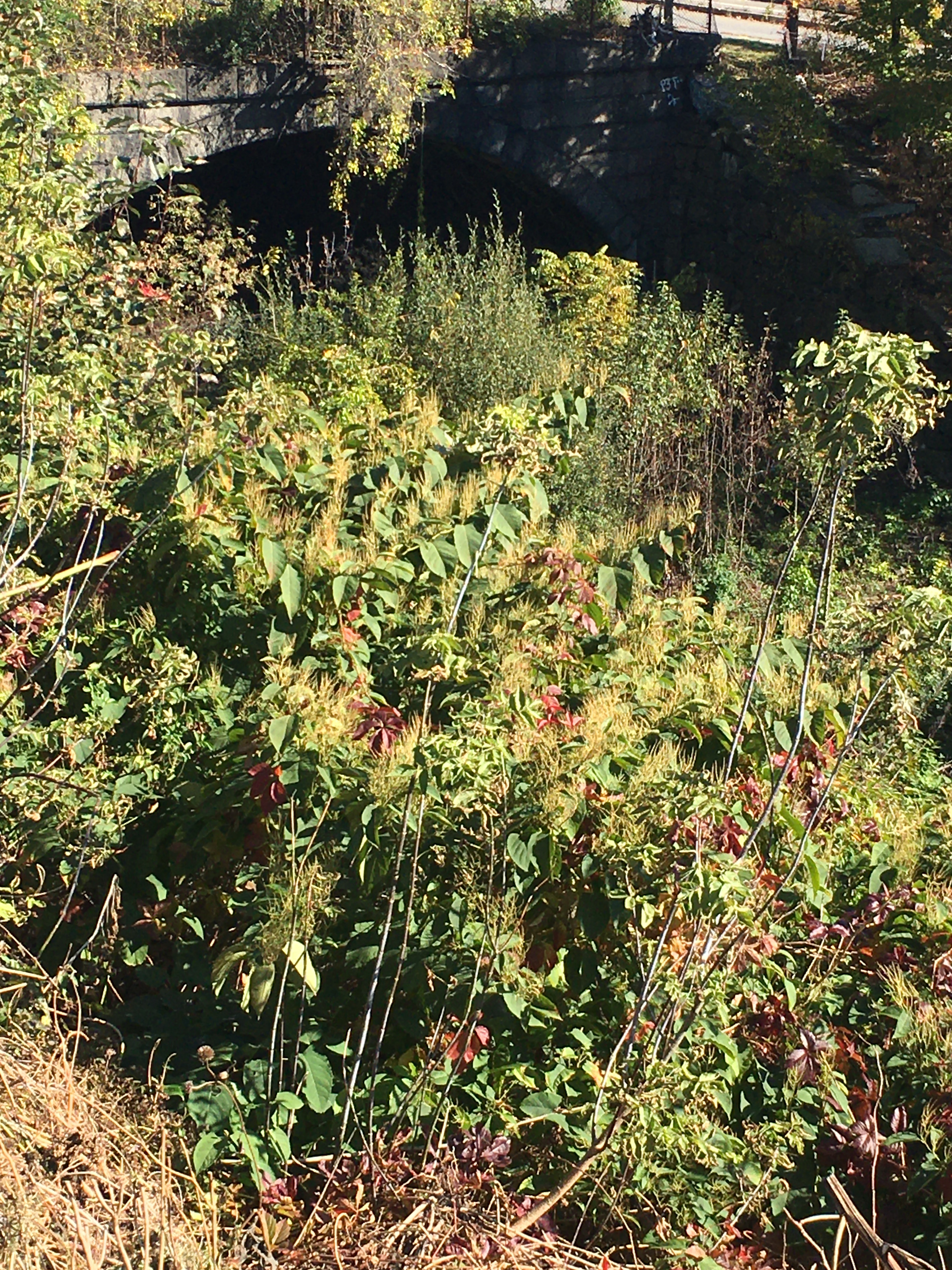 tunnel of stone work that is overgrown