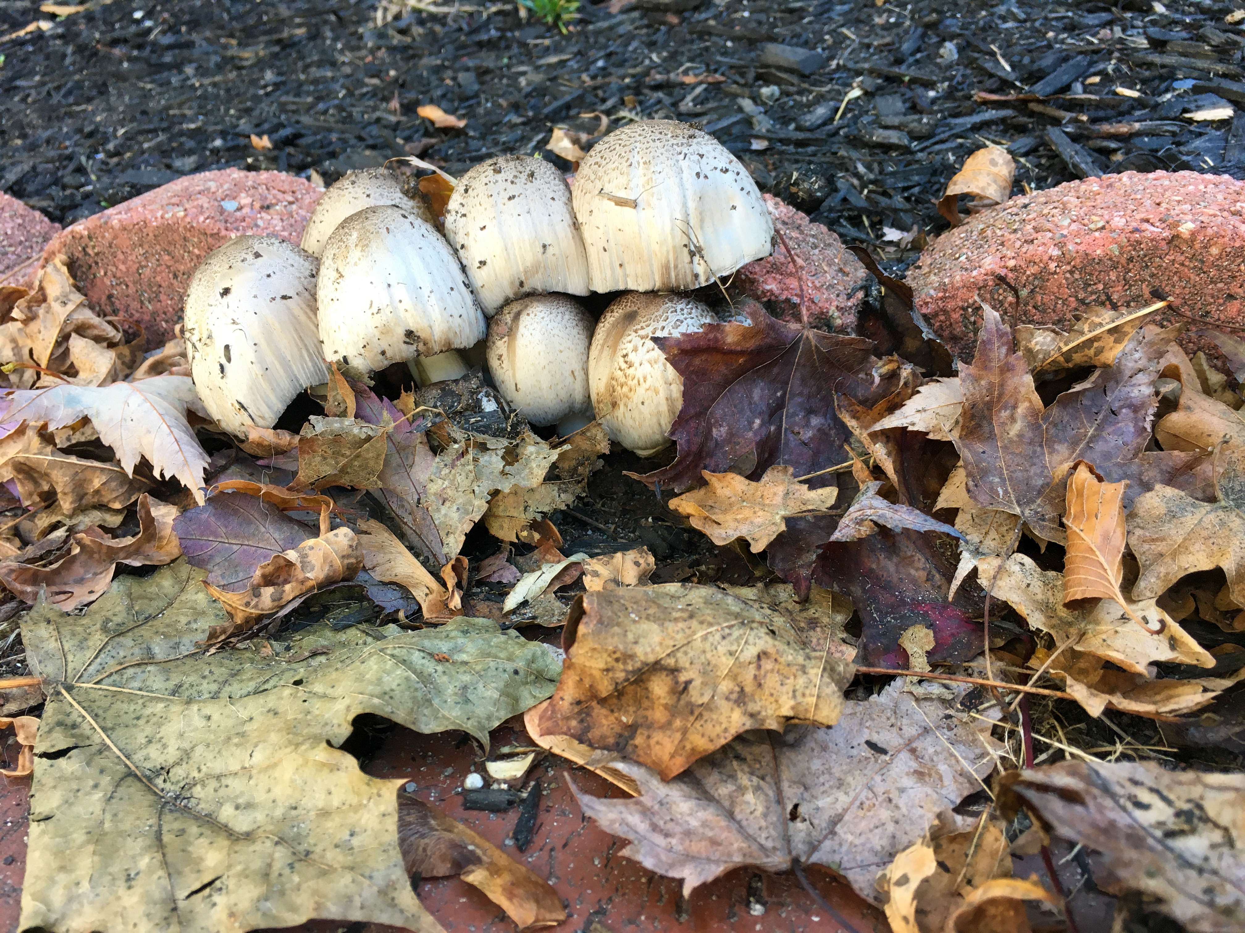 mushrooms