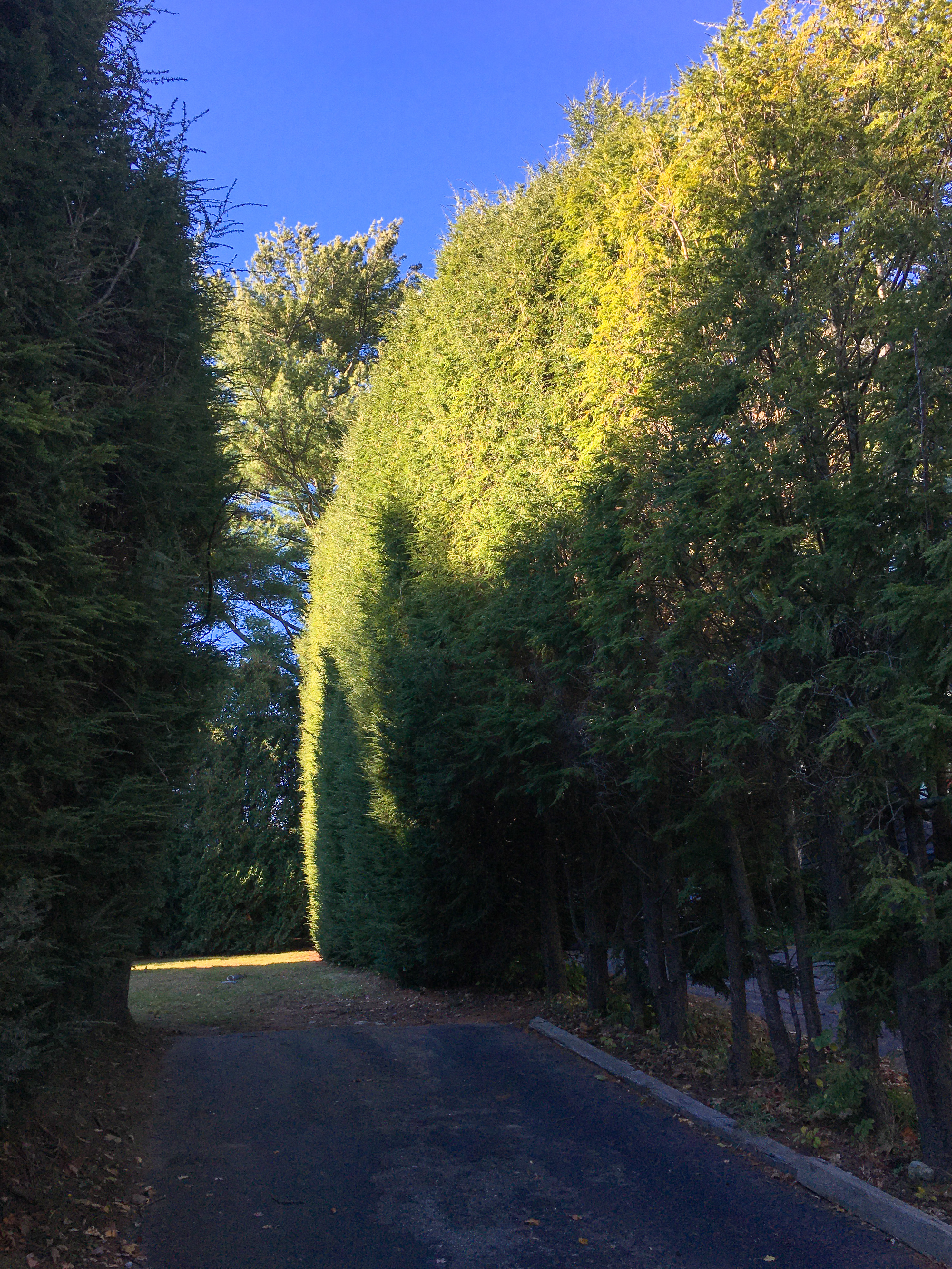 very tall hedges
