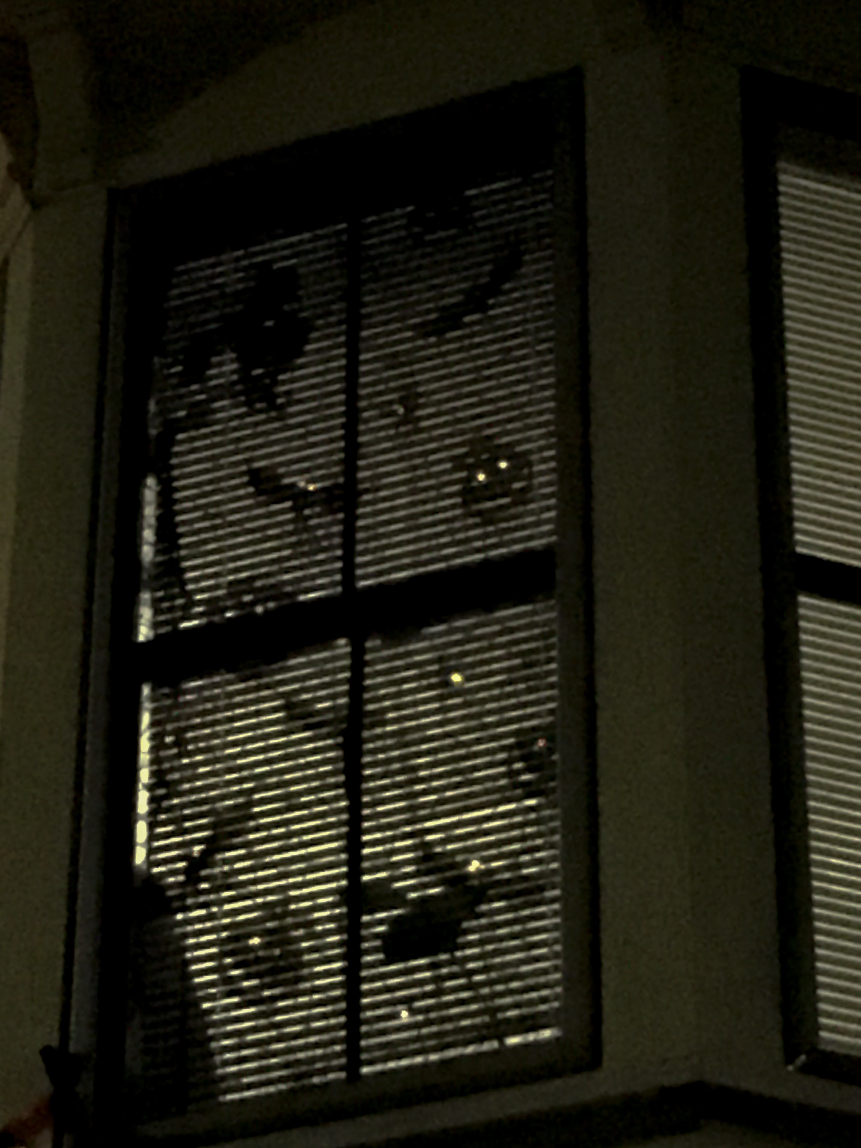 bats in a window