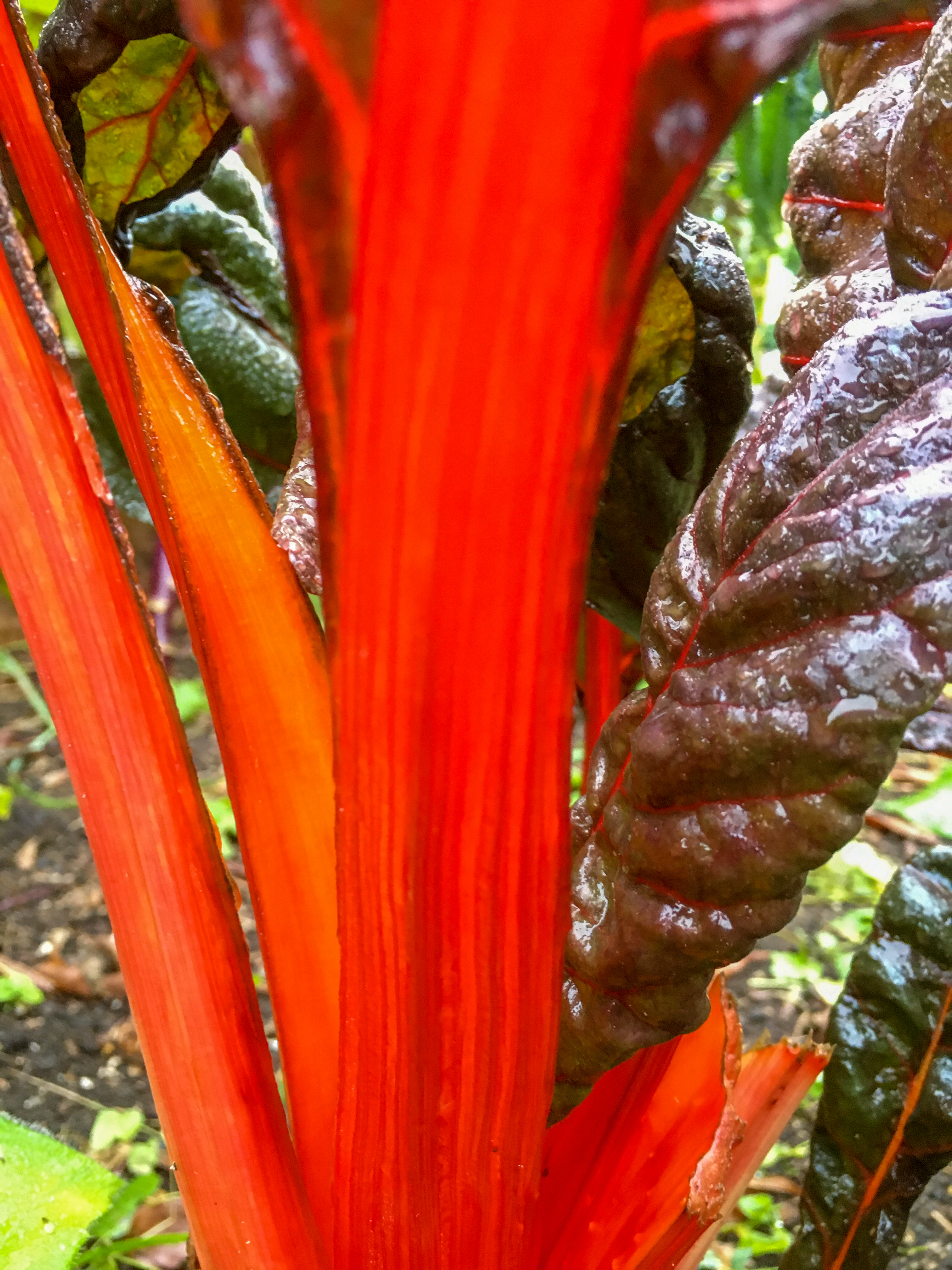 brilliant red stems of chard