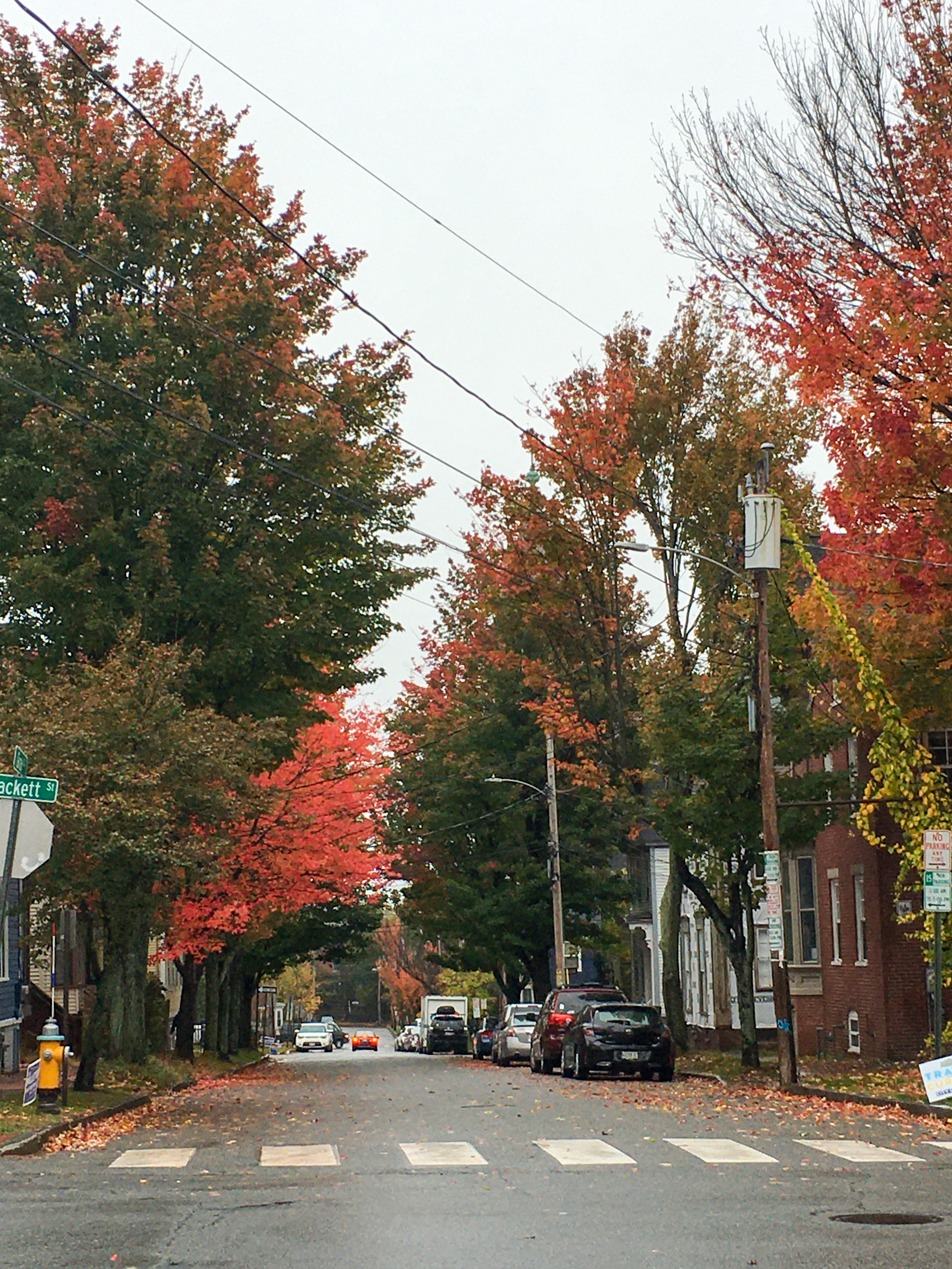 red foliage down our street