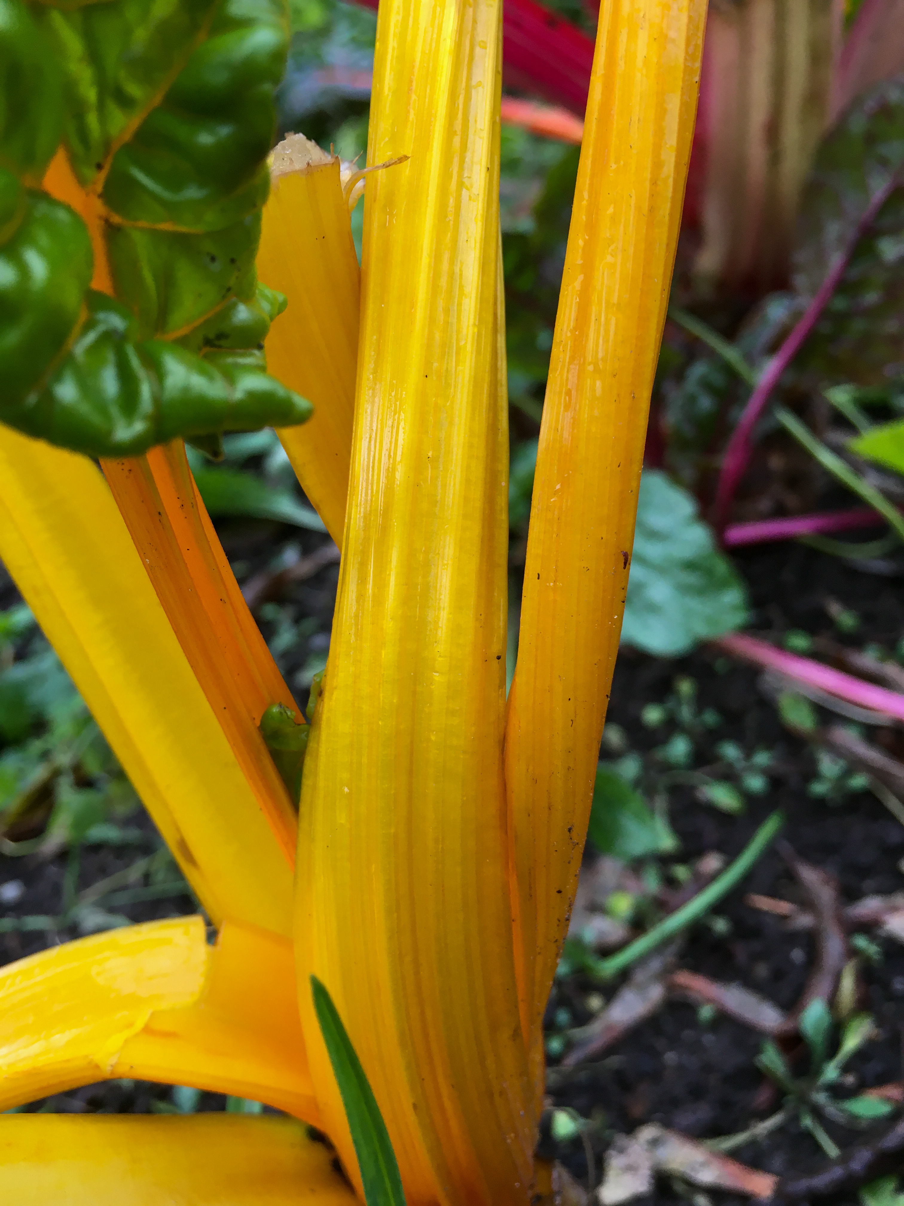 yellow stemmed chard in a garden