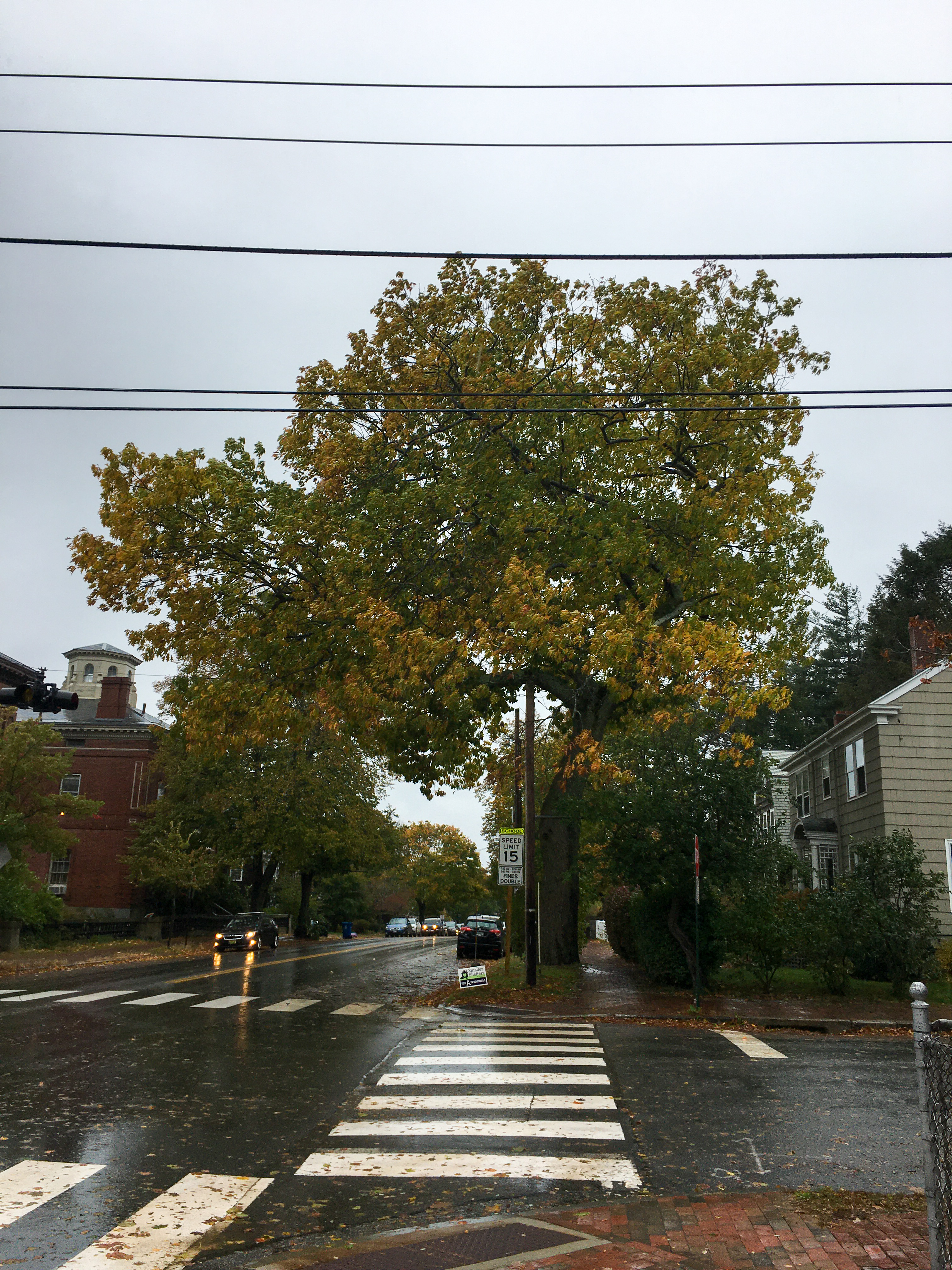 trees and wide crosswalks