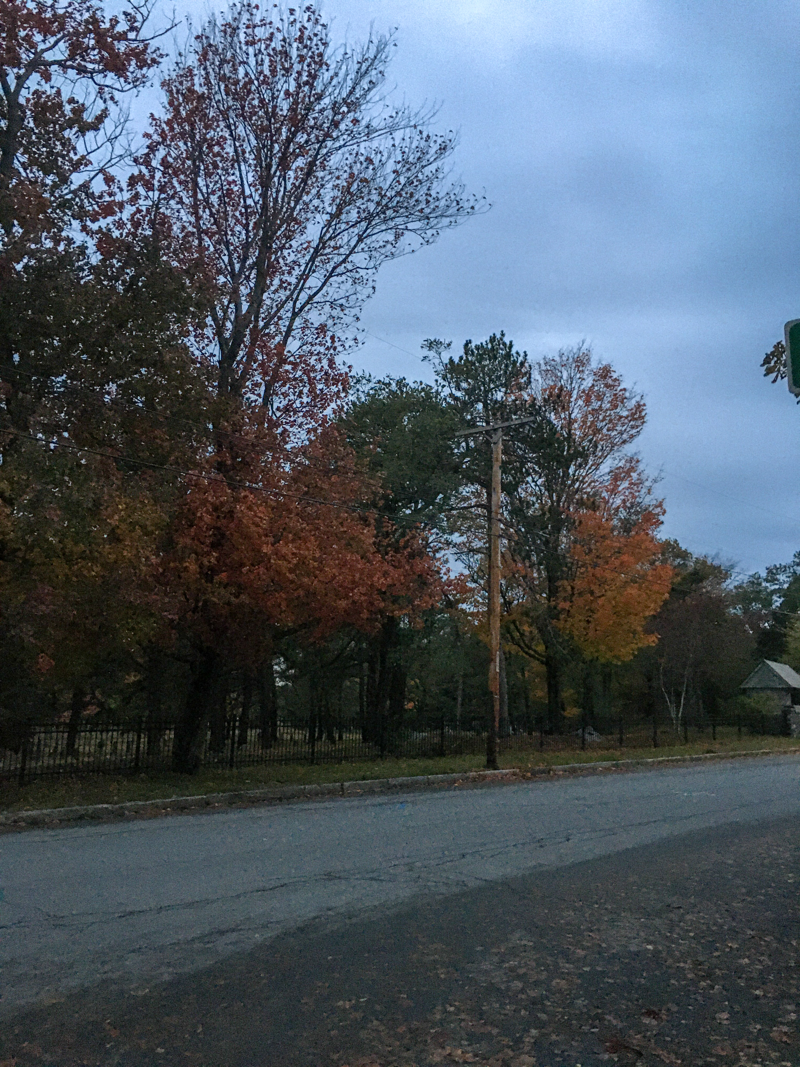 foliage in the dusk