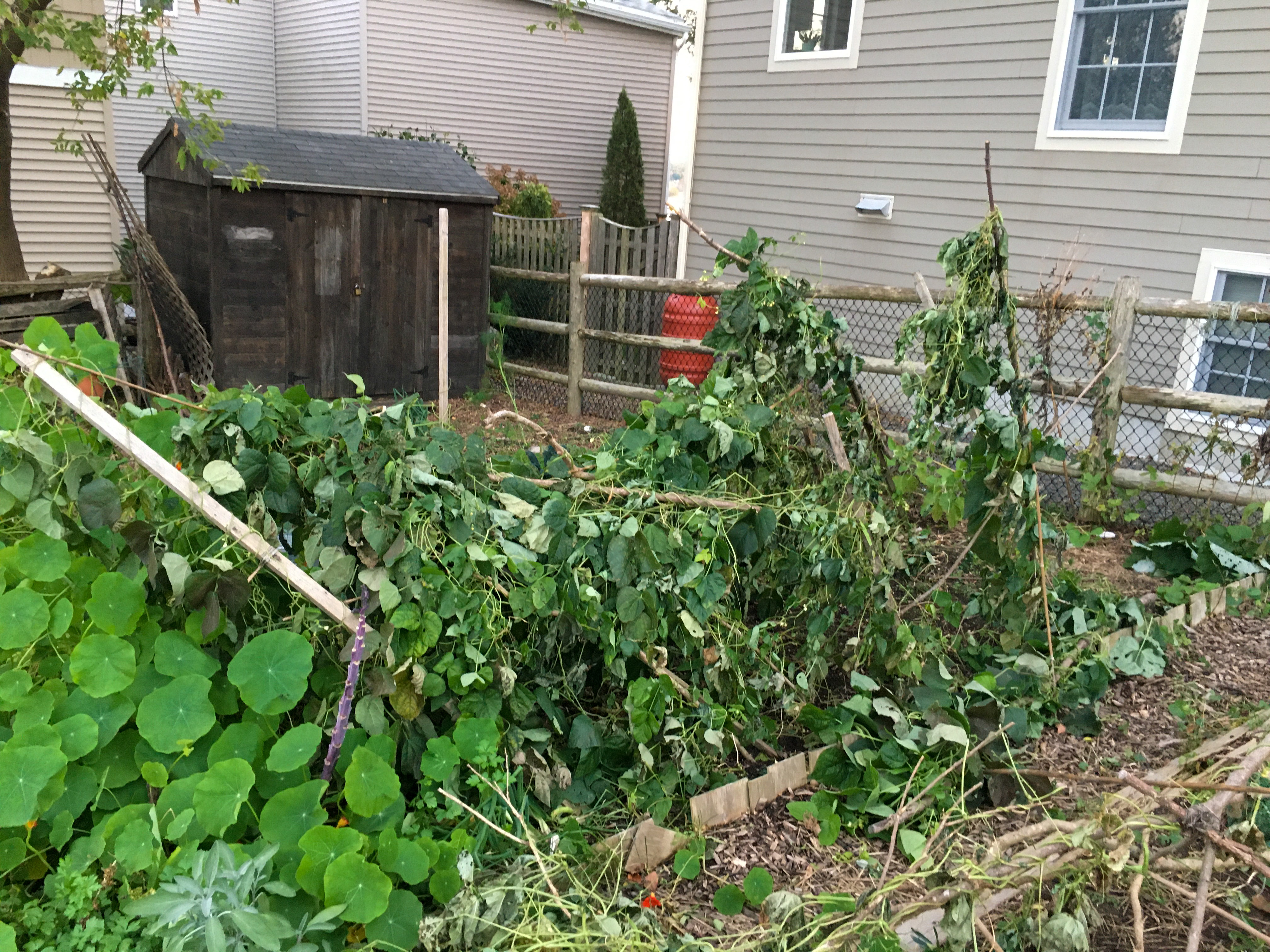 climbing green beans fallen over