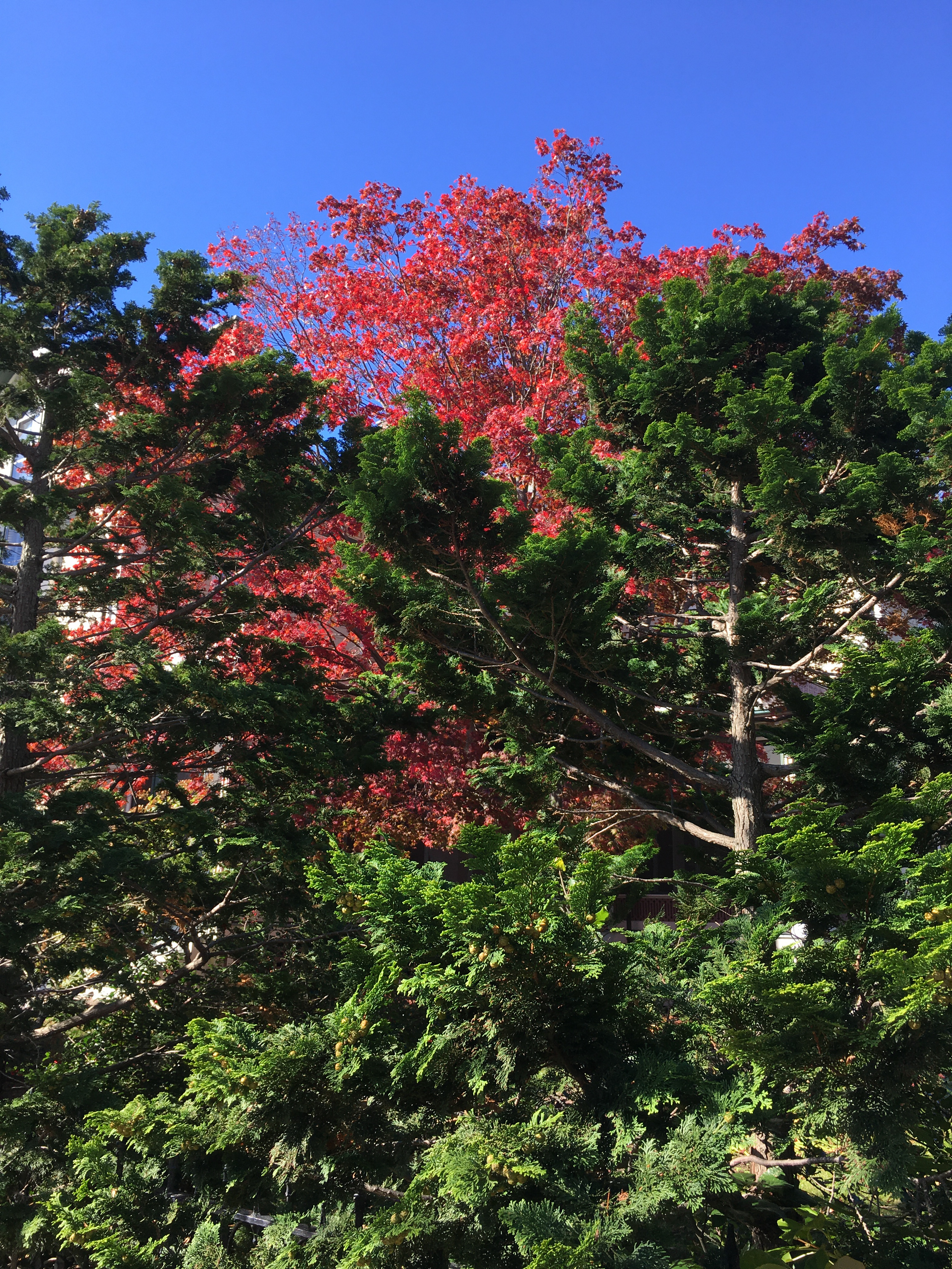red foliaged tree with evergreens in the foreground