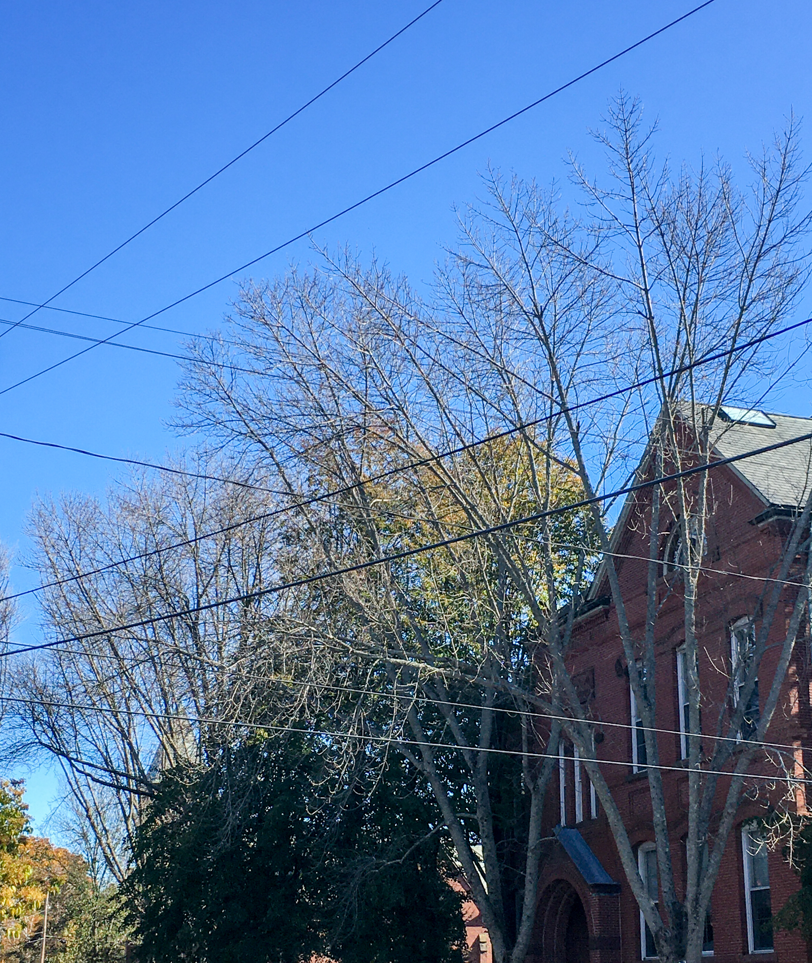 naked trees with a brick building behind them