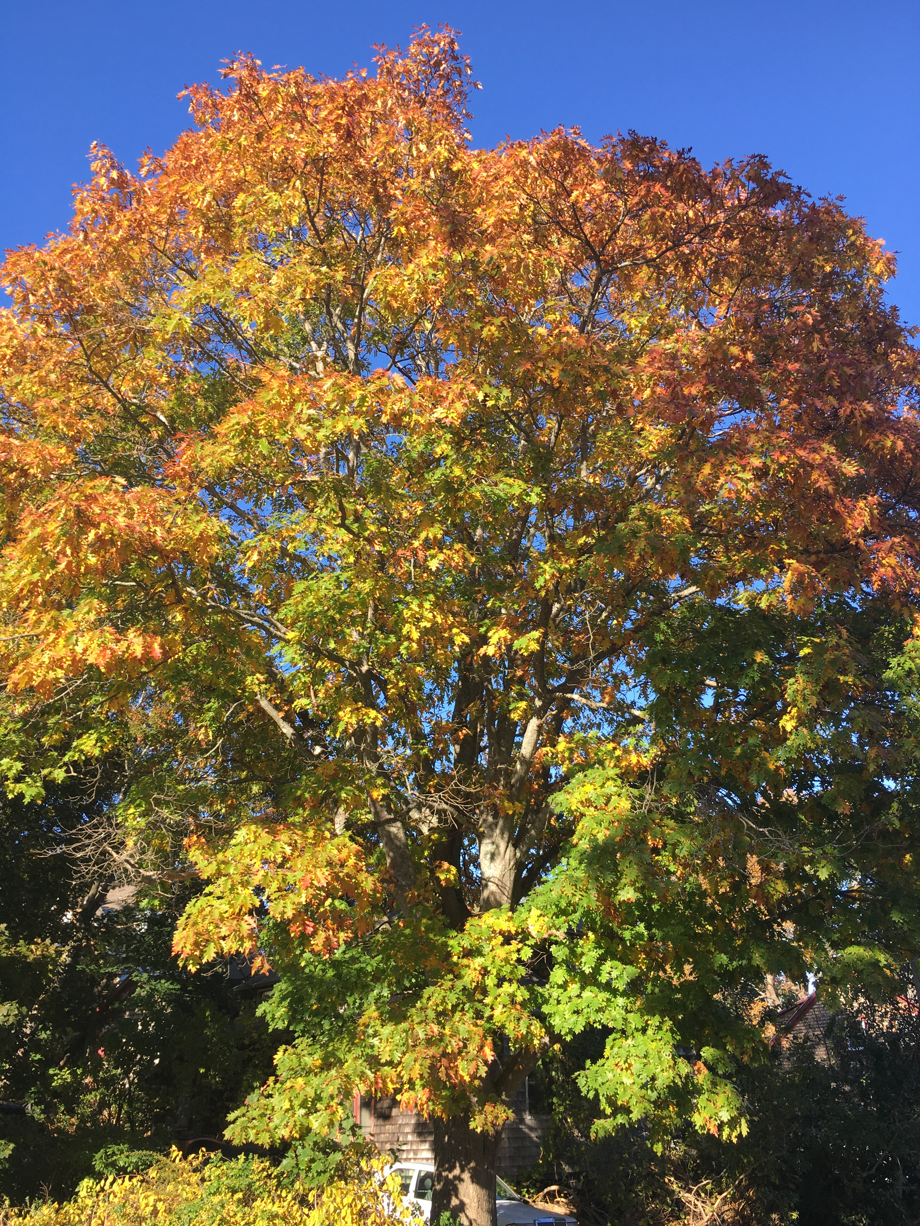 golden red oak