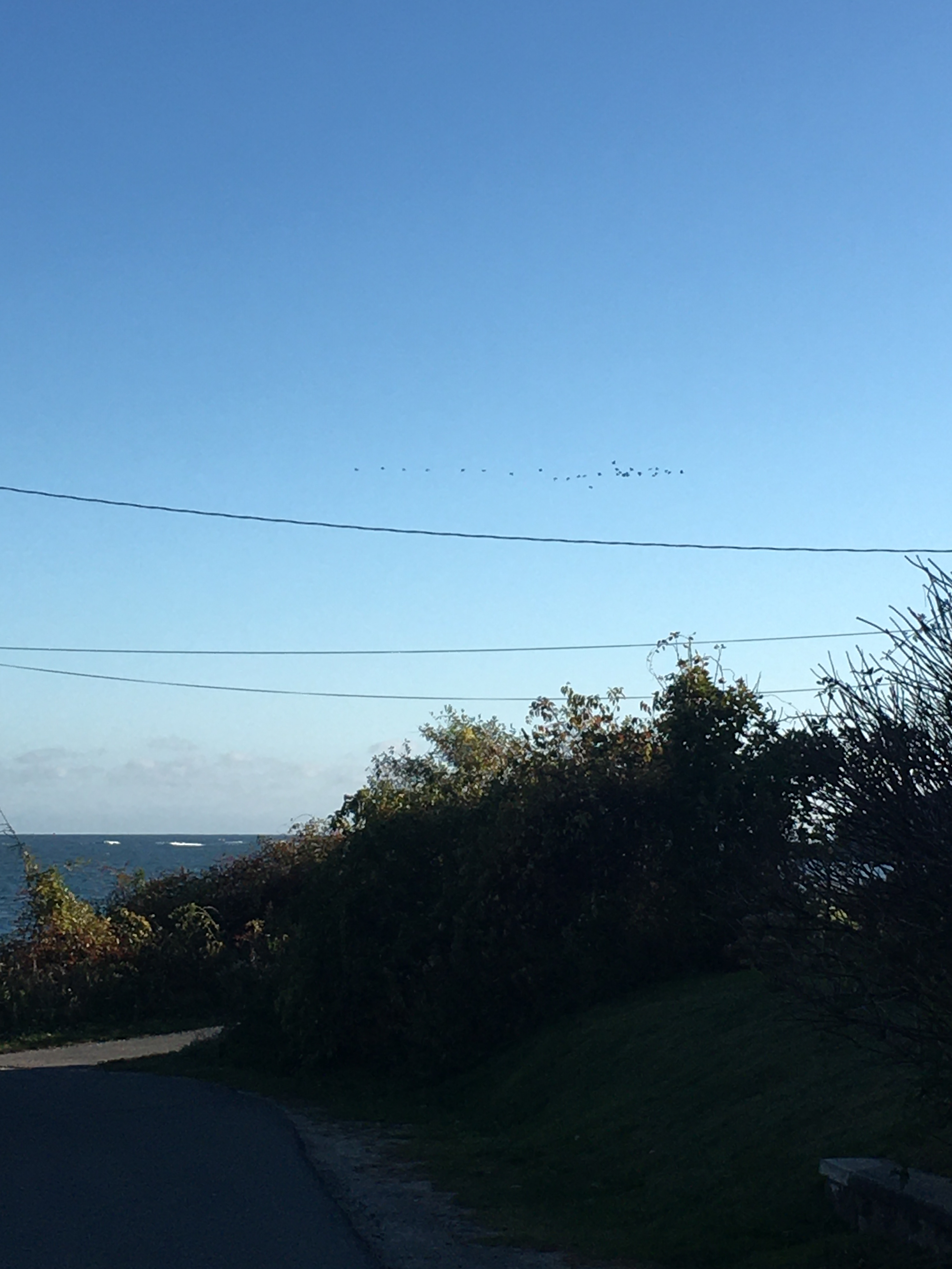 birds against a blue sky flying in formation