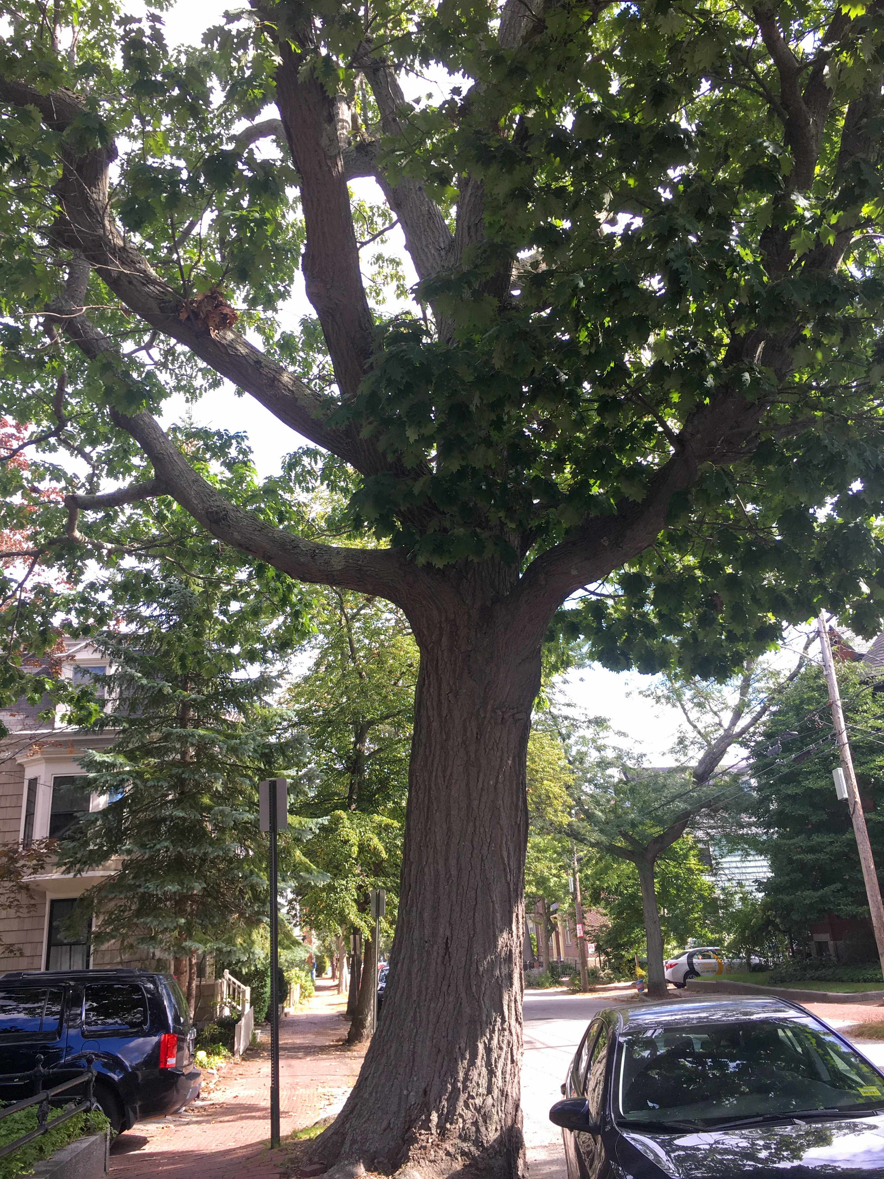red oak tree too big for the frame