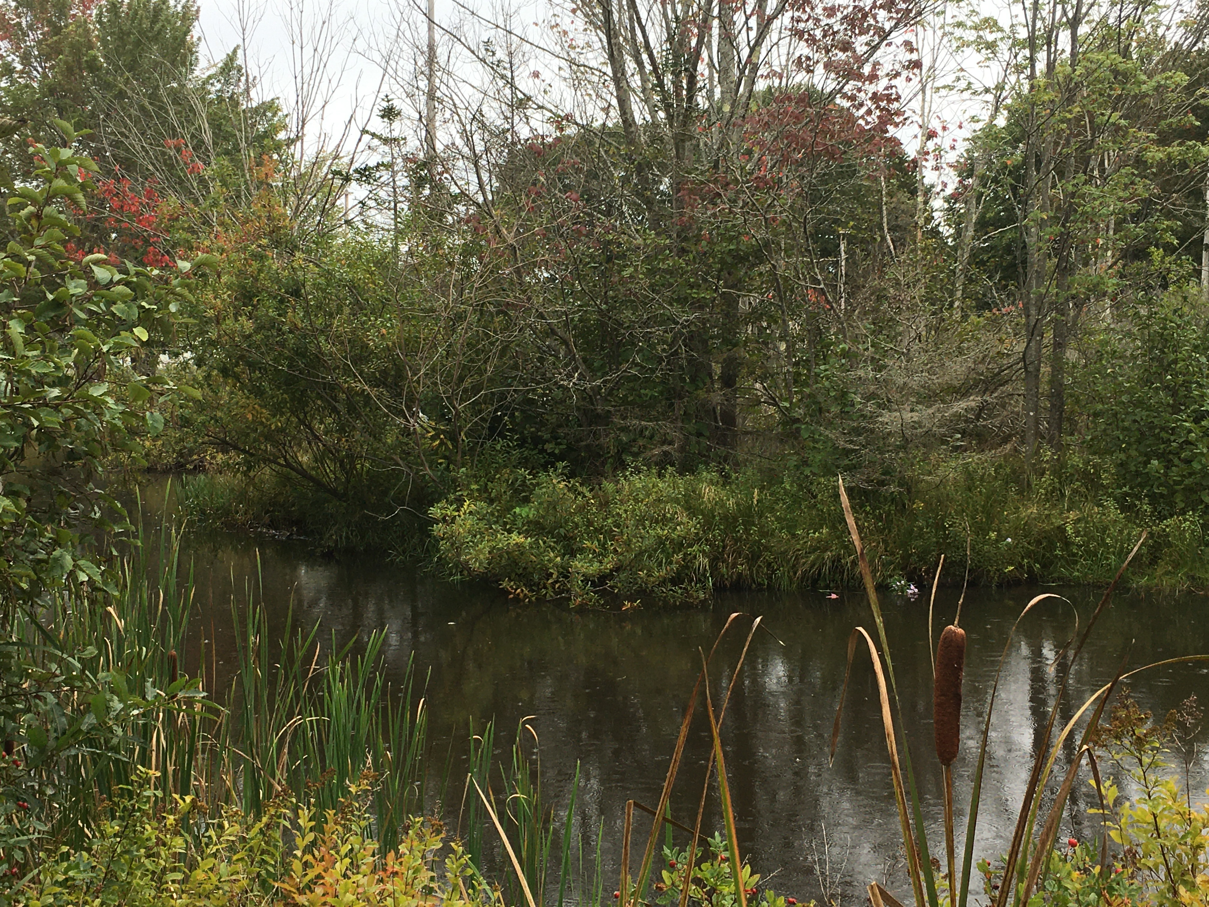pond with cattails