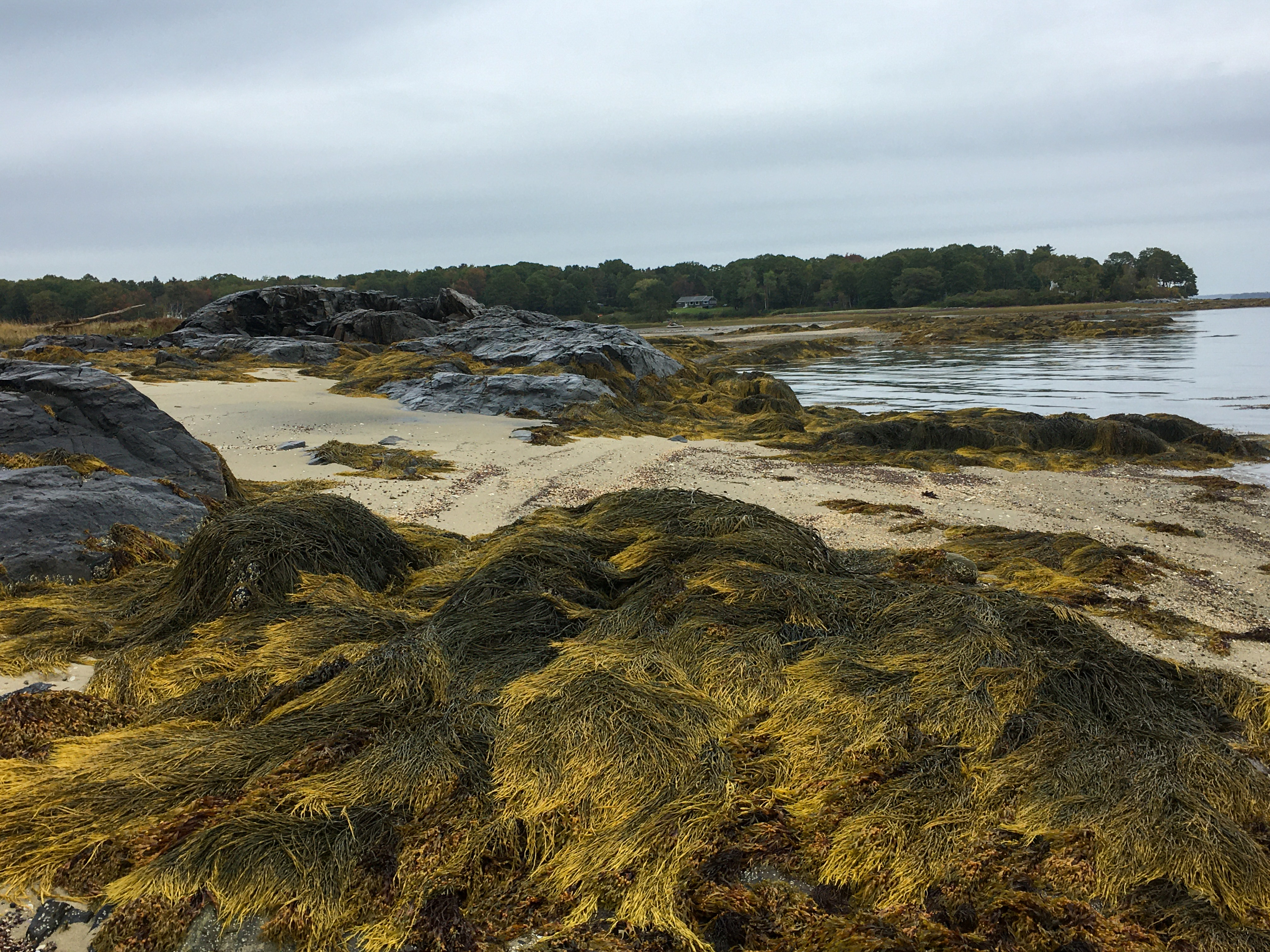seaweed and the view