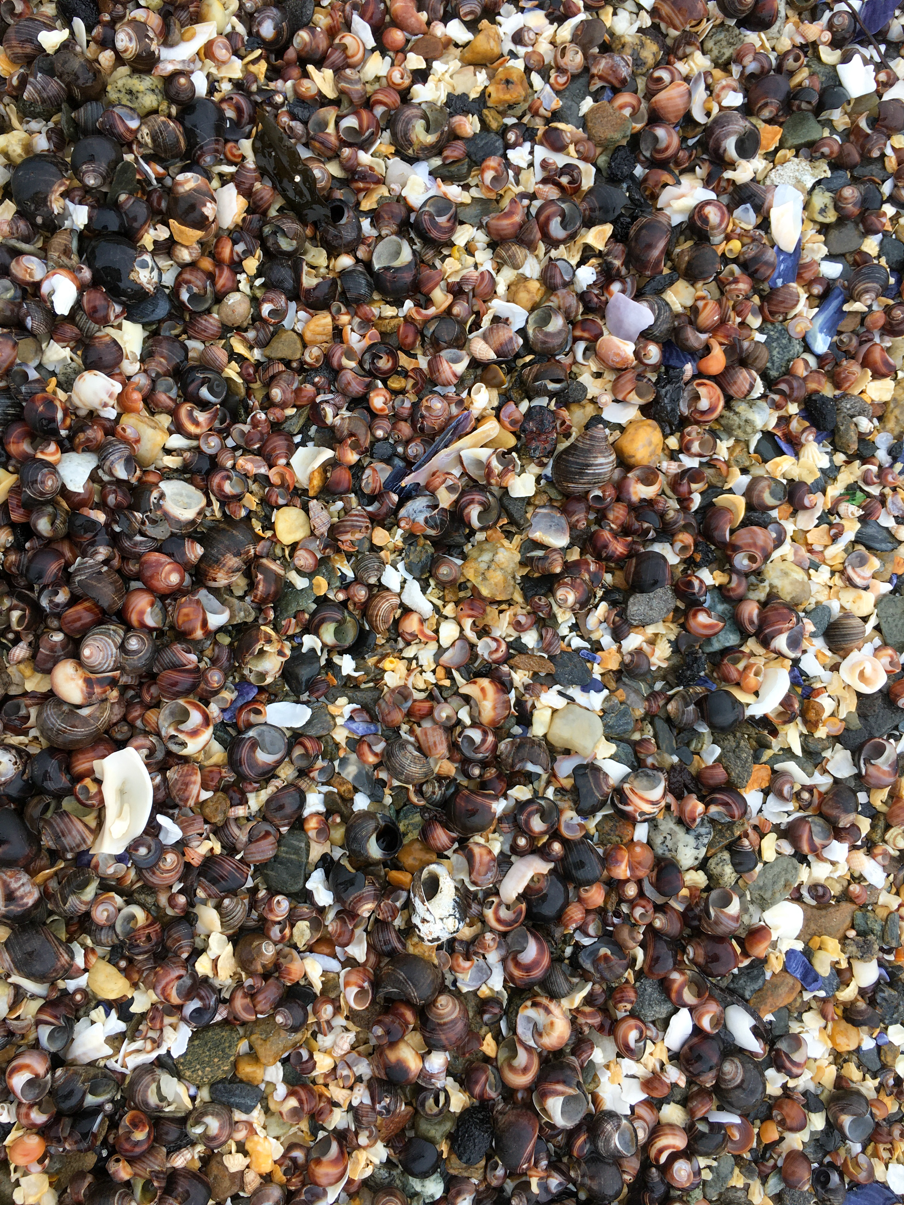 shell sand