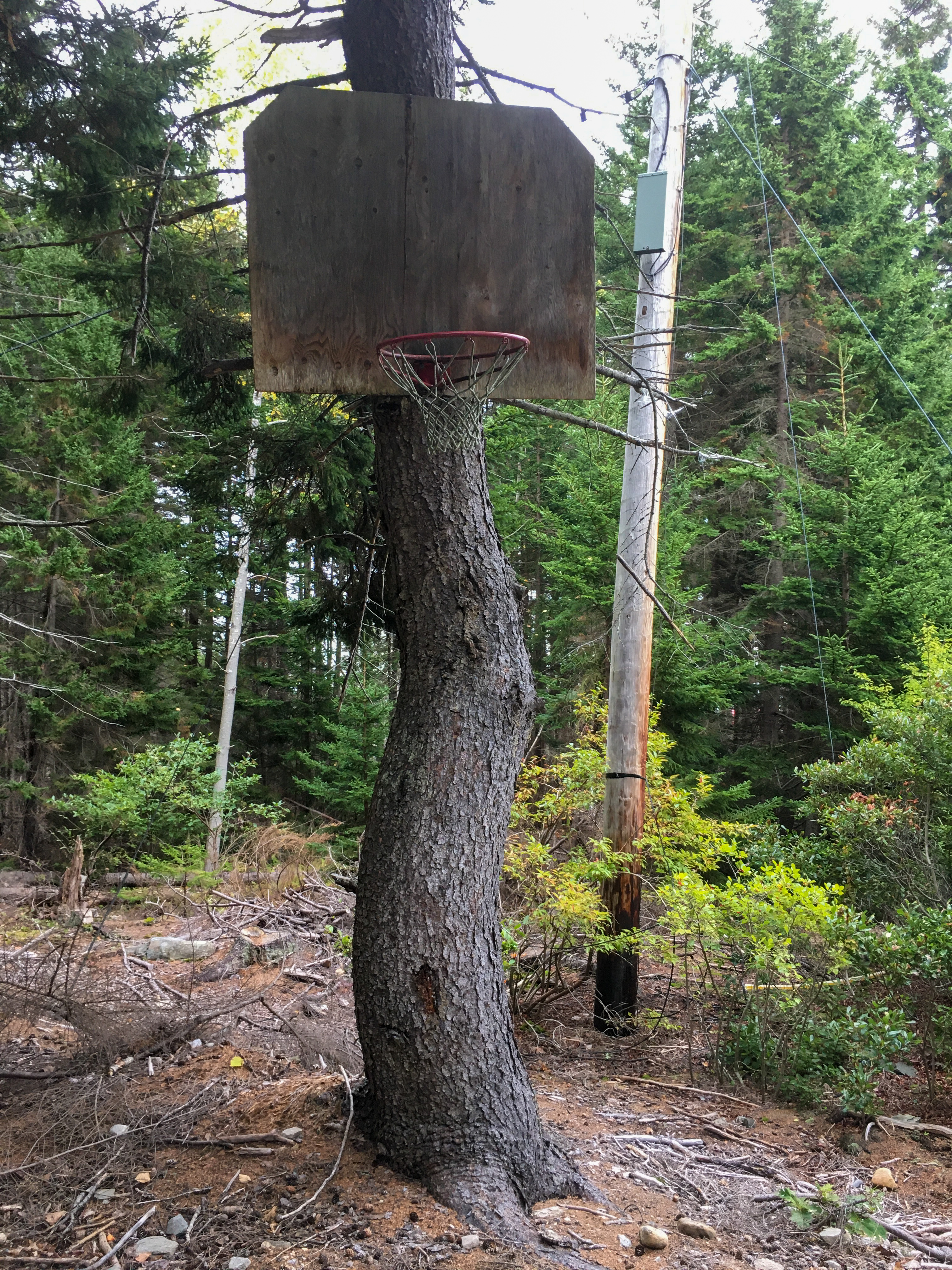 basketball hoop hooked to a crooked tree