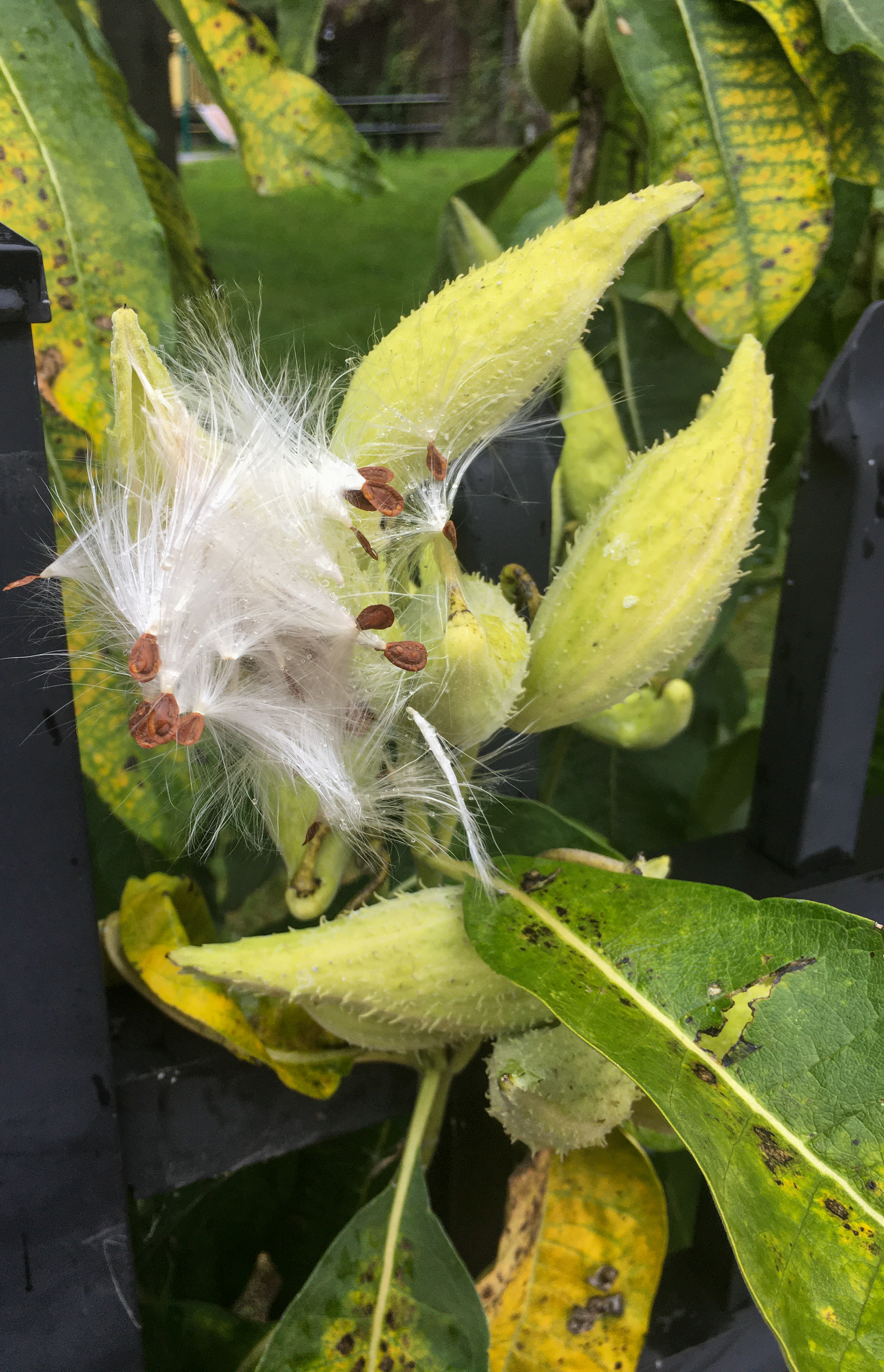 milkweed pods starting to pop with seeds and white cotton emerging