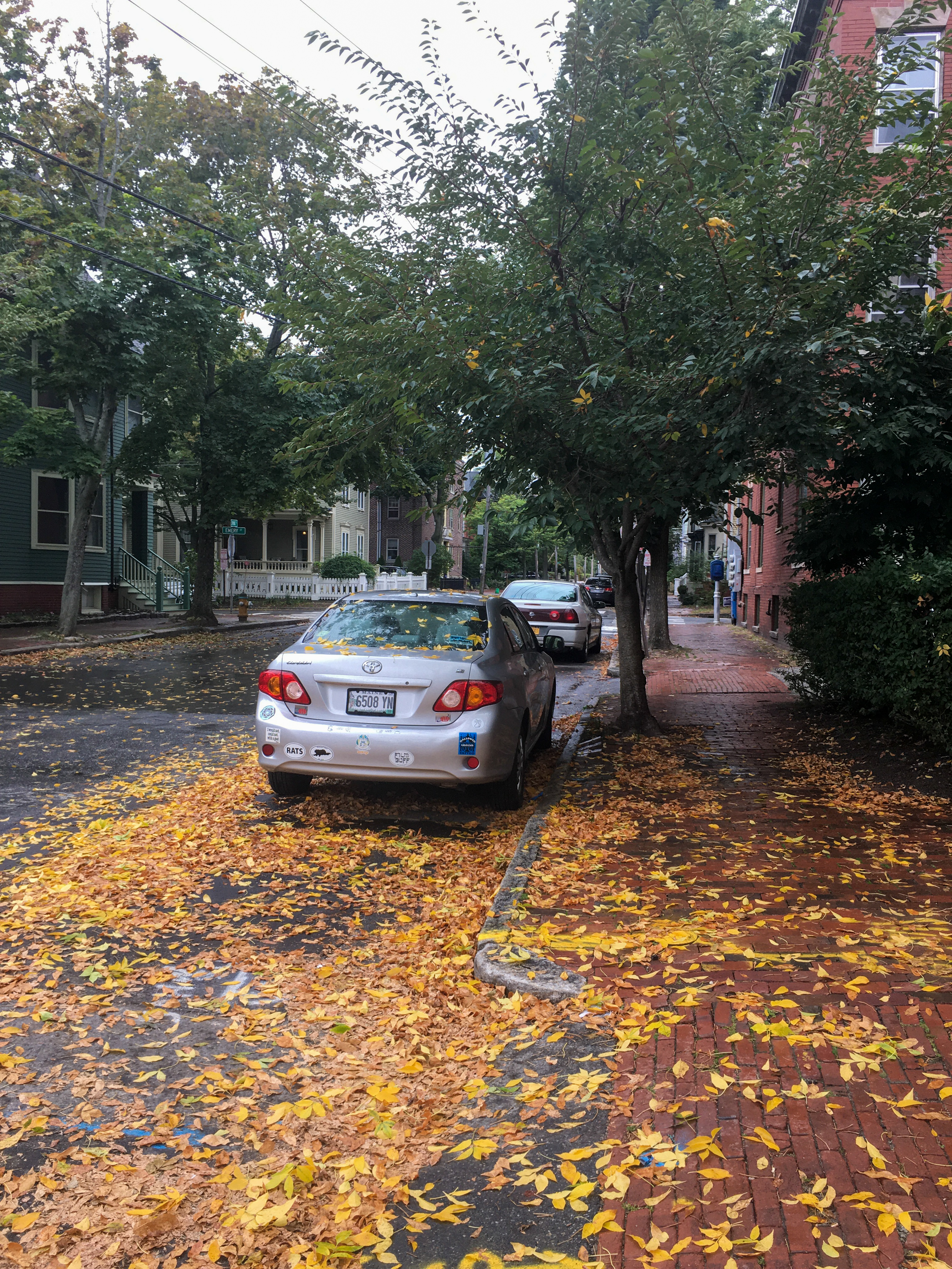 yellow leaves in the street