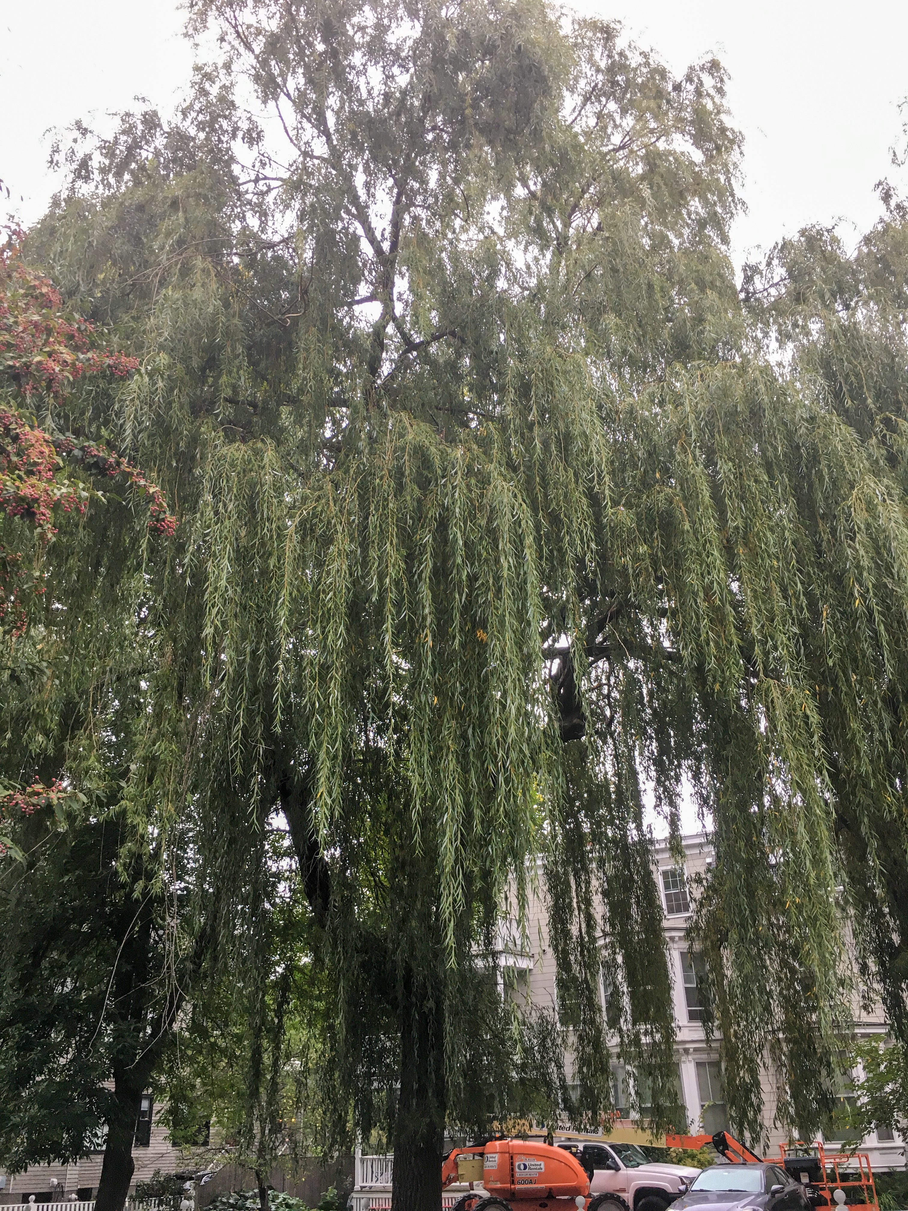 weaping willow