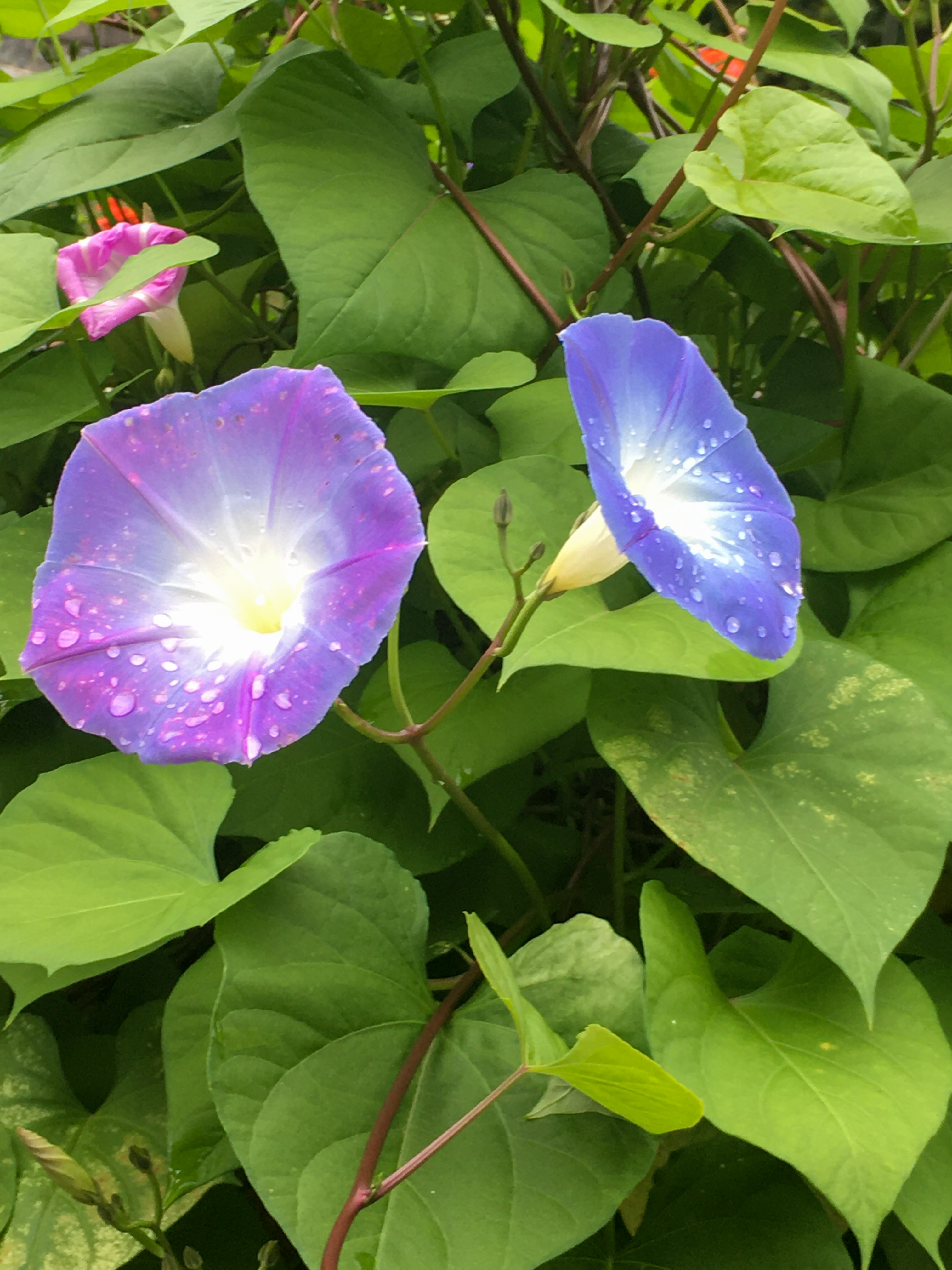 morning glories