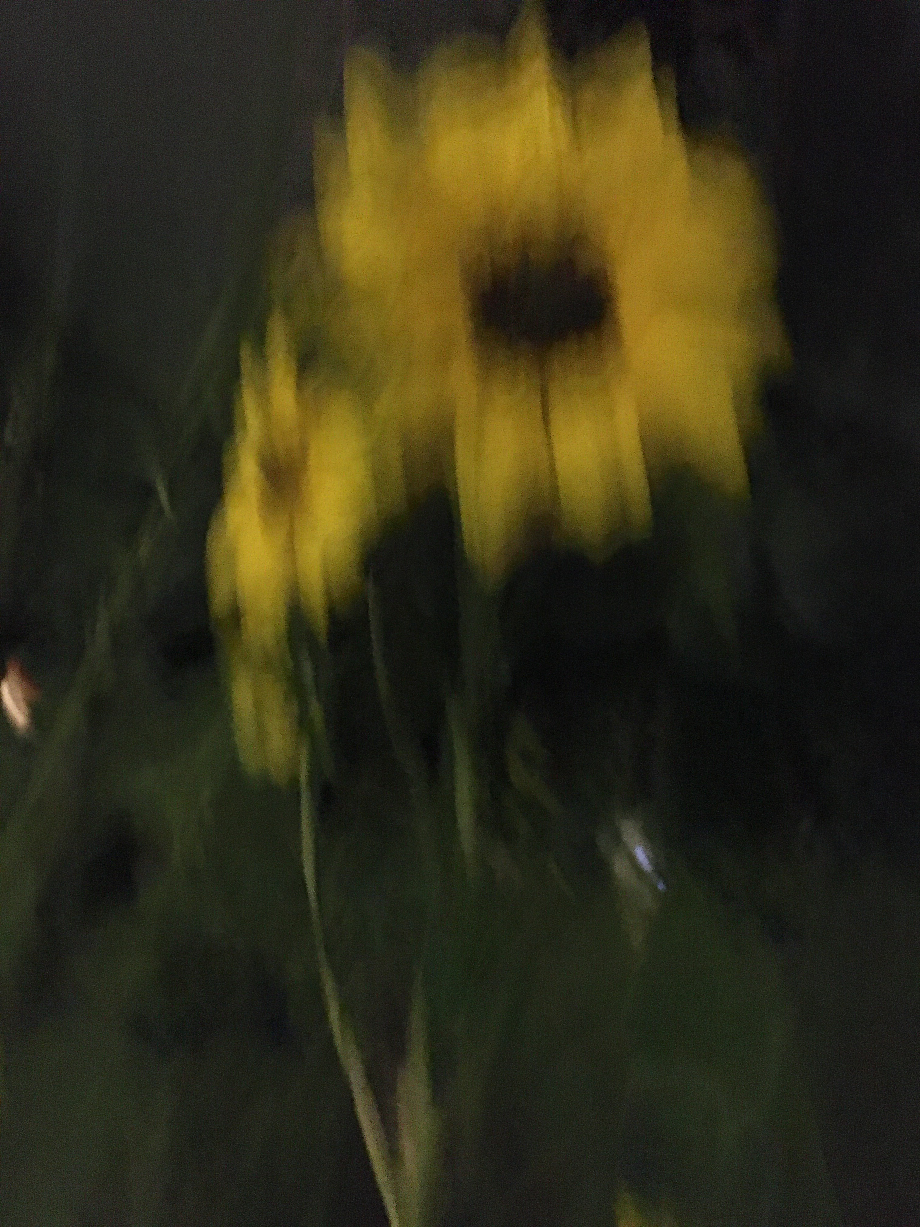 blurry sunflower
