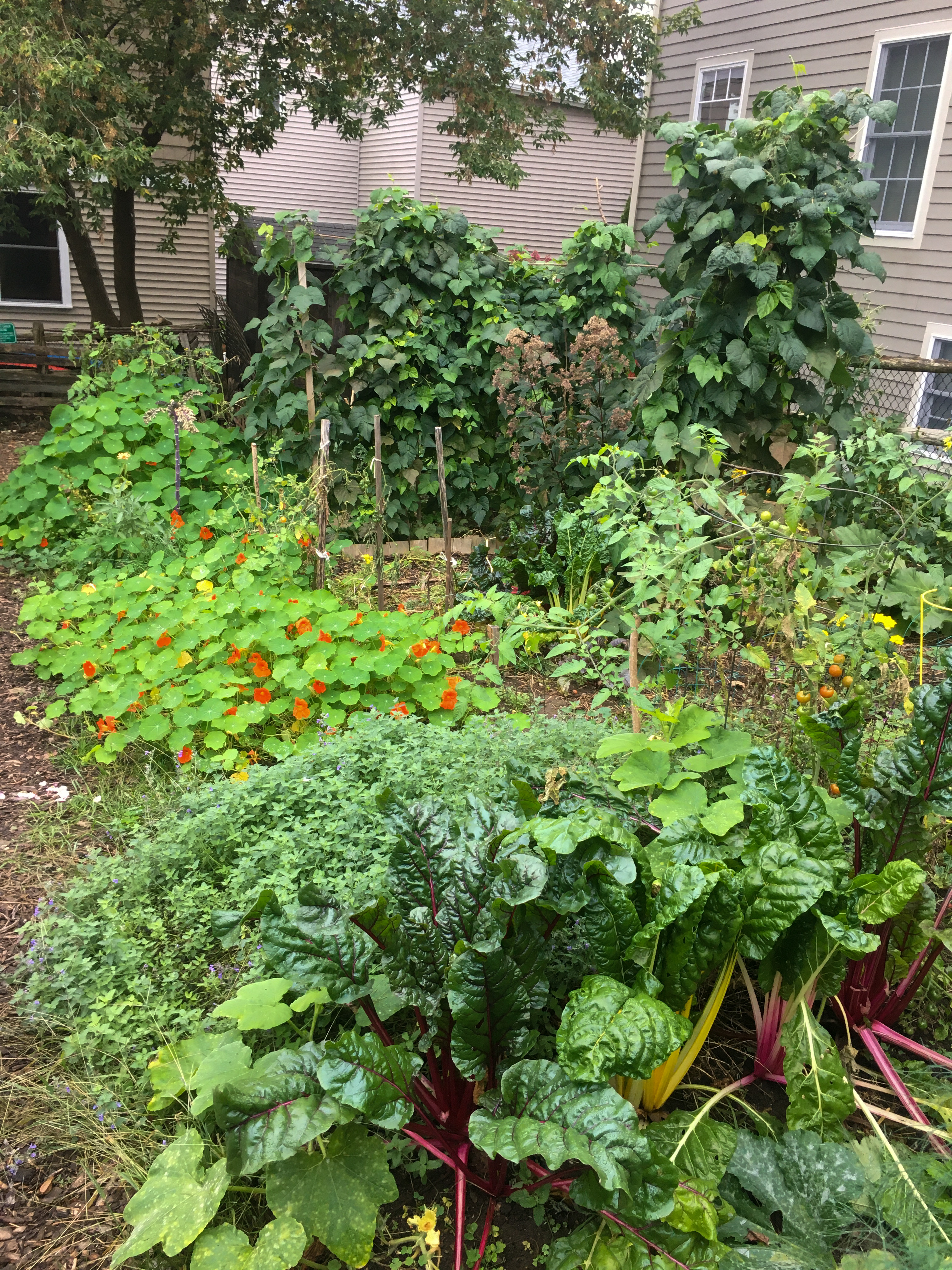 view of a garden 