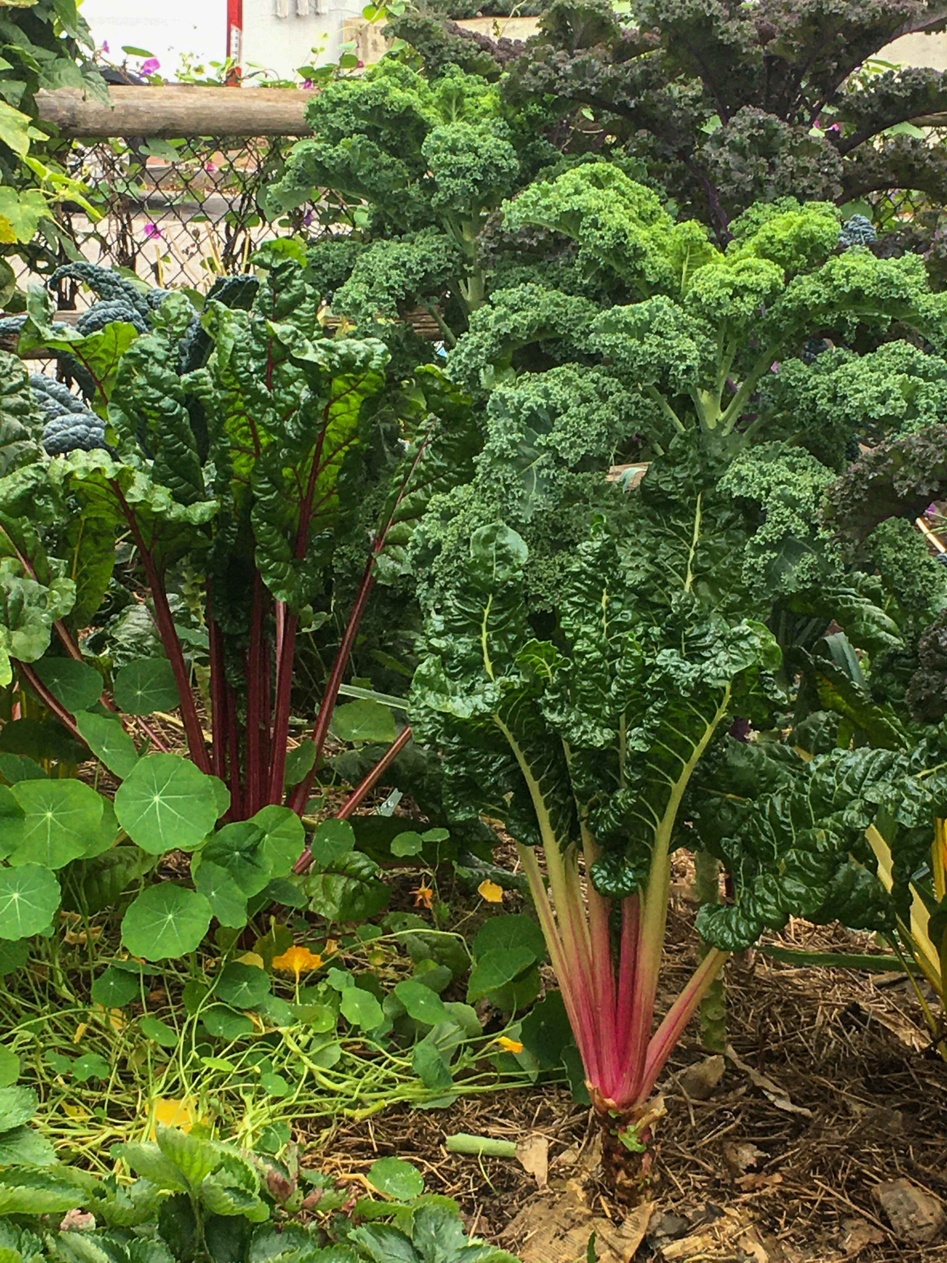 chard growing in a garden