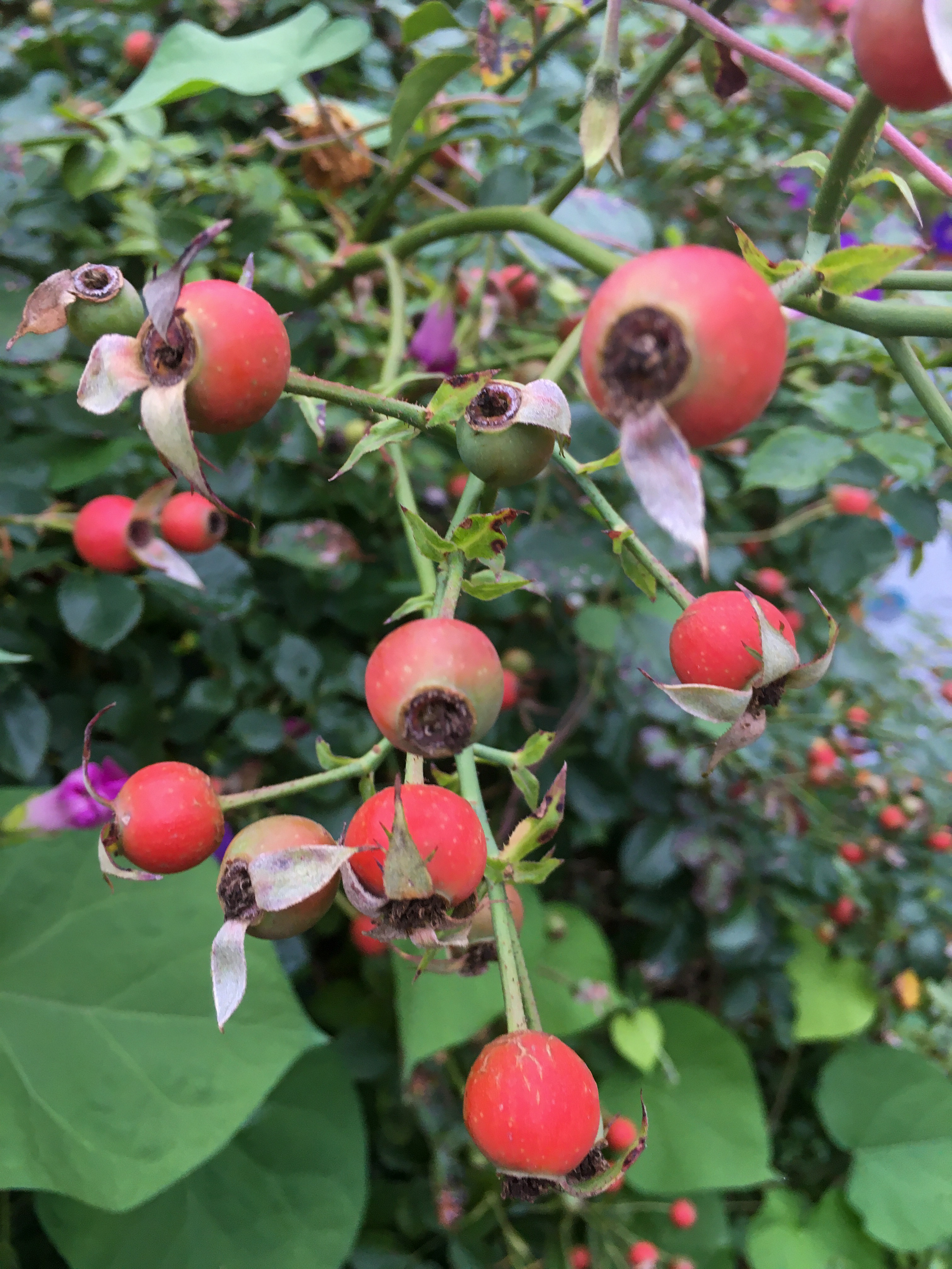 rose hips
