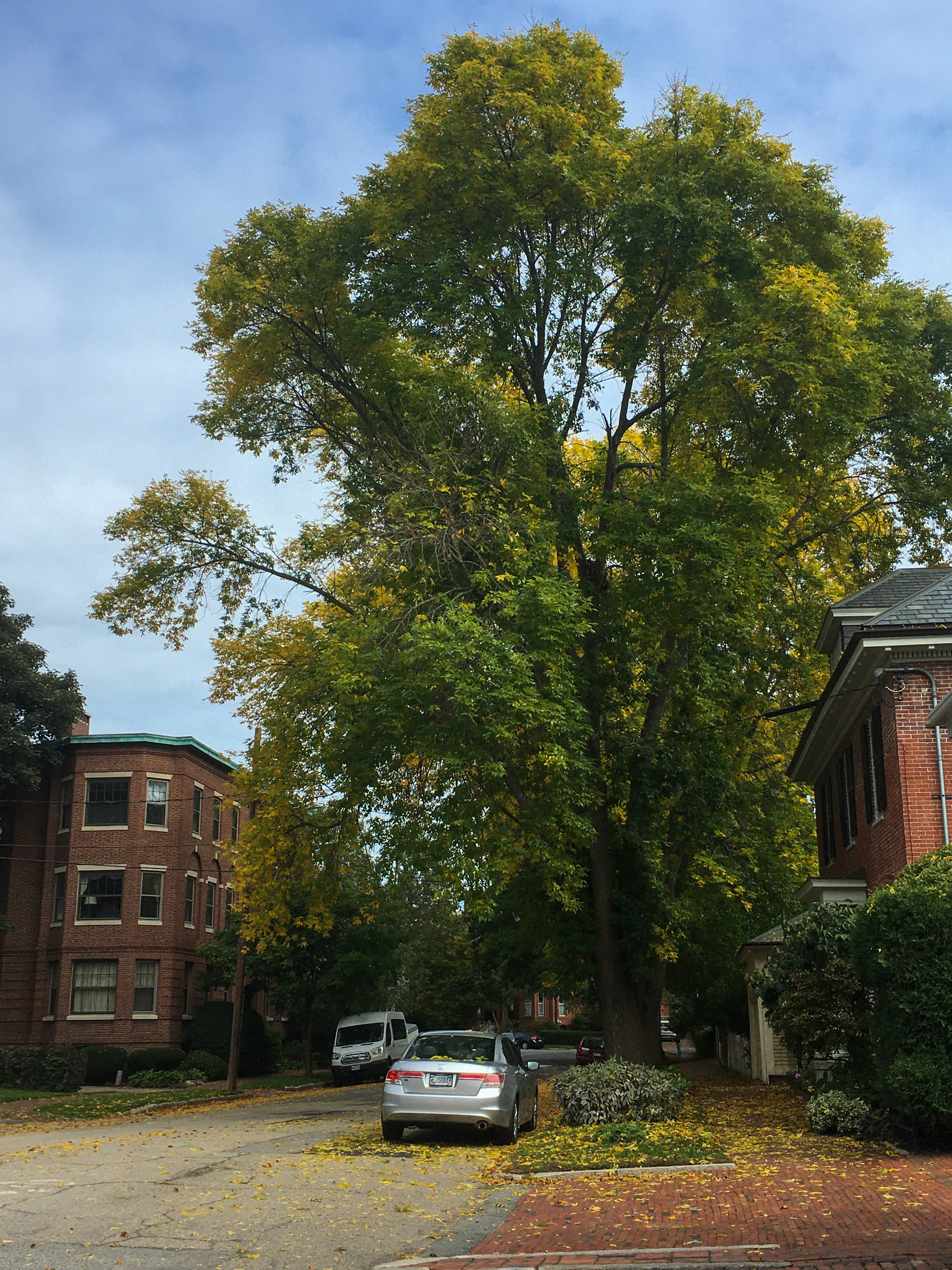 large ash trees turning yellow