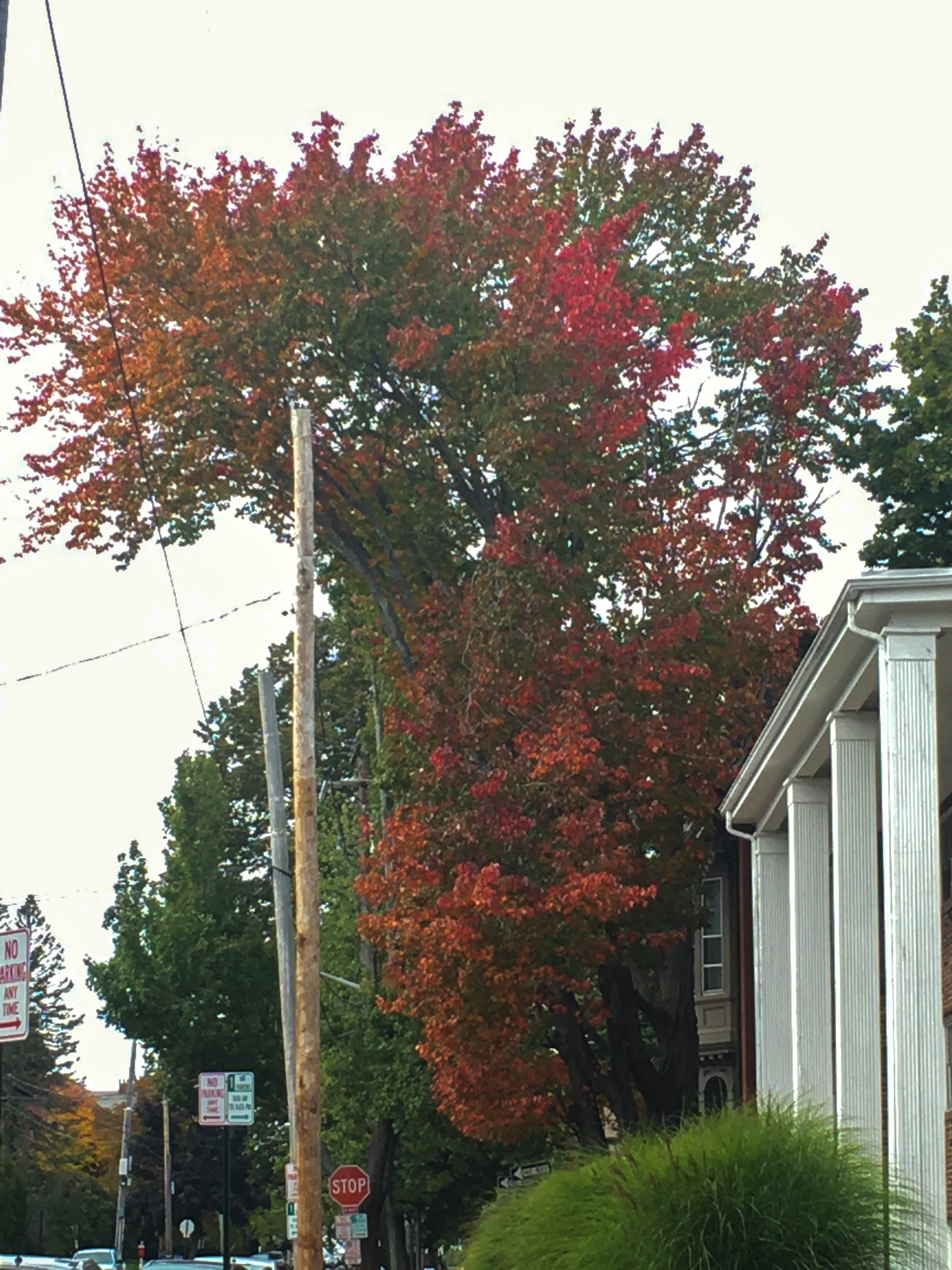 red leaves on a tree
