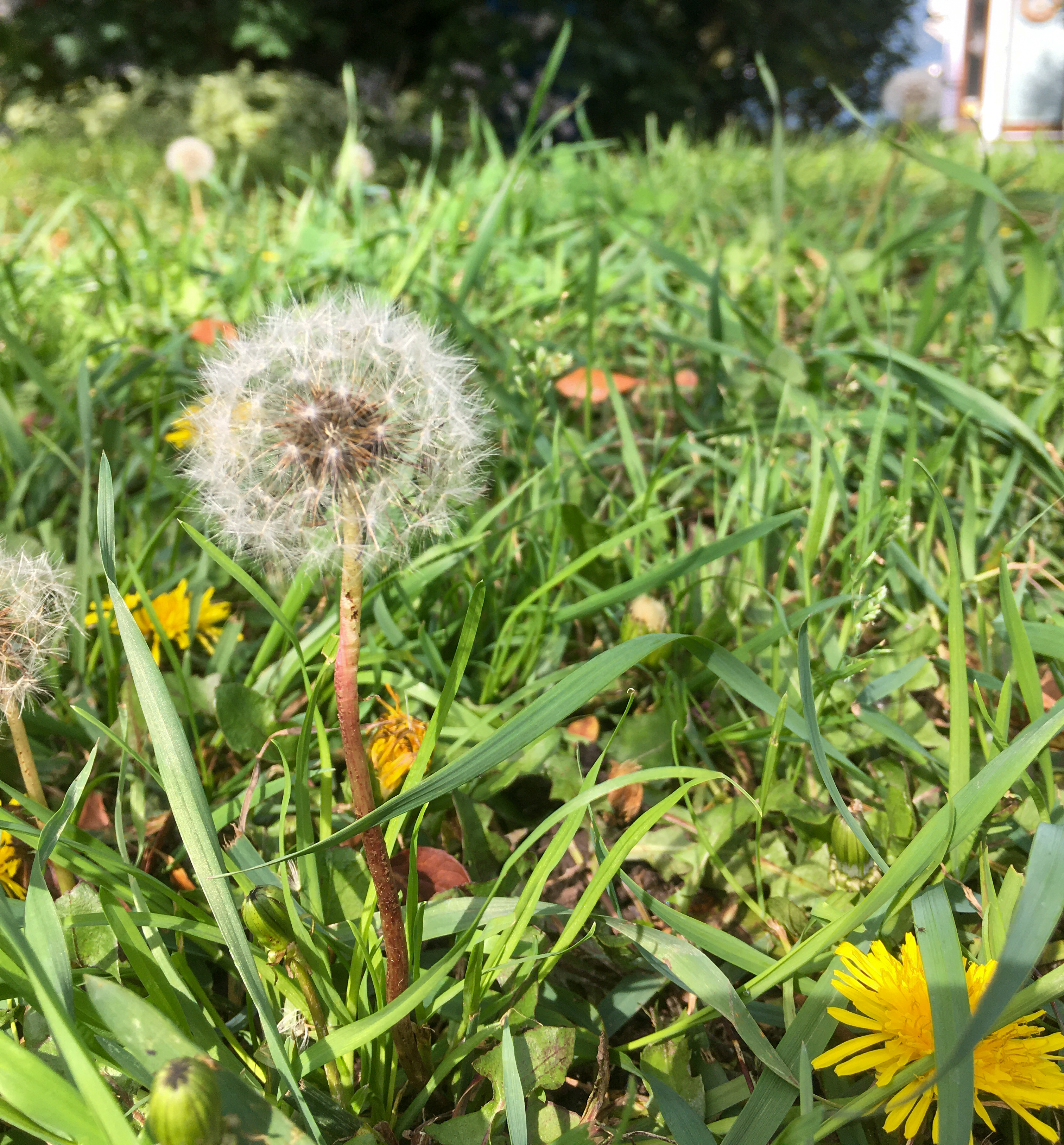 dandelion puff ball