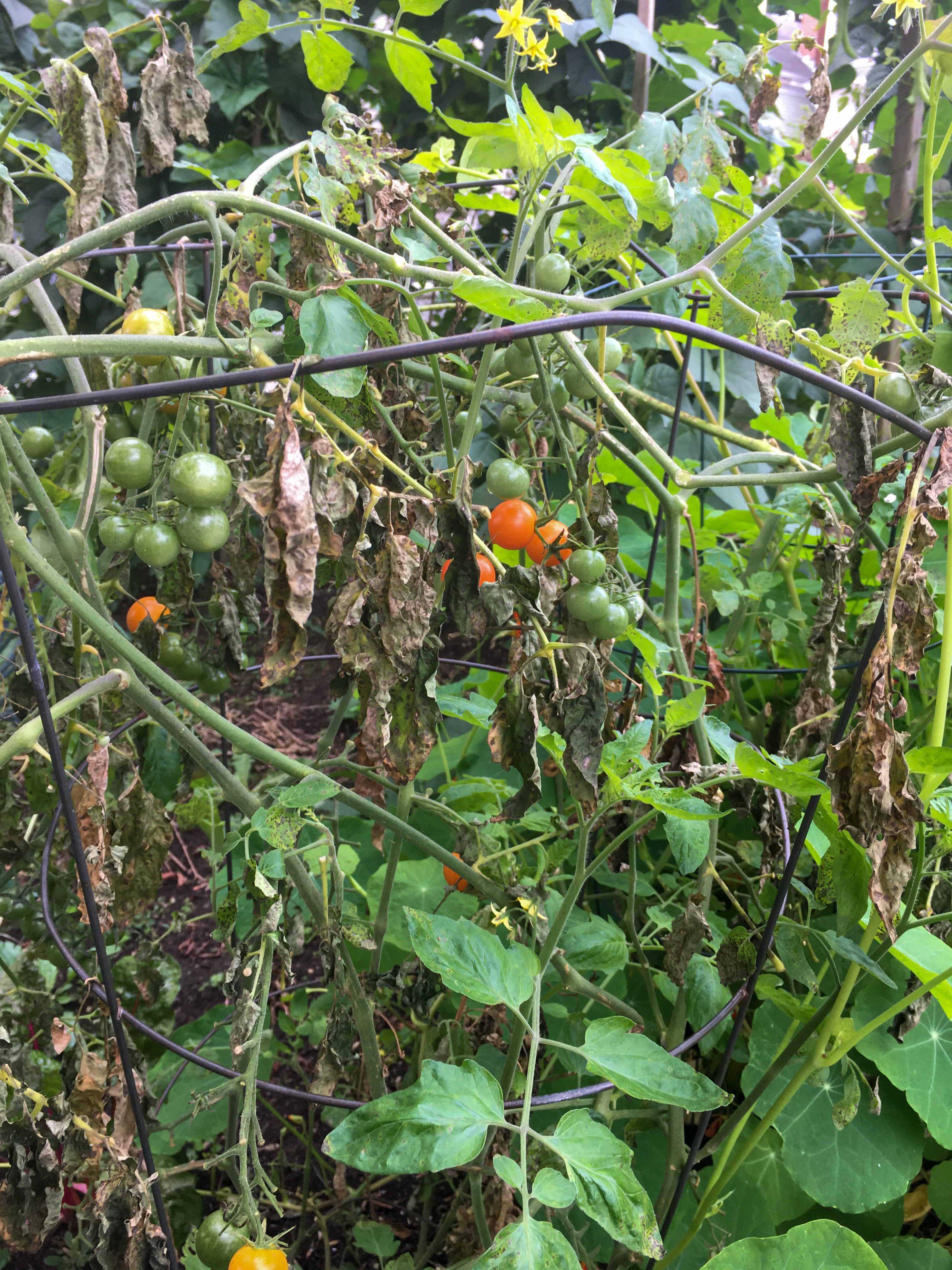 bright orange cherry tomatoes on a plant in a garden