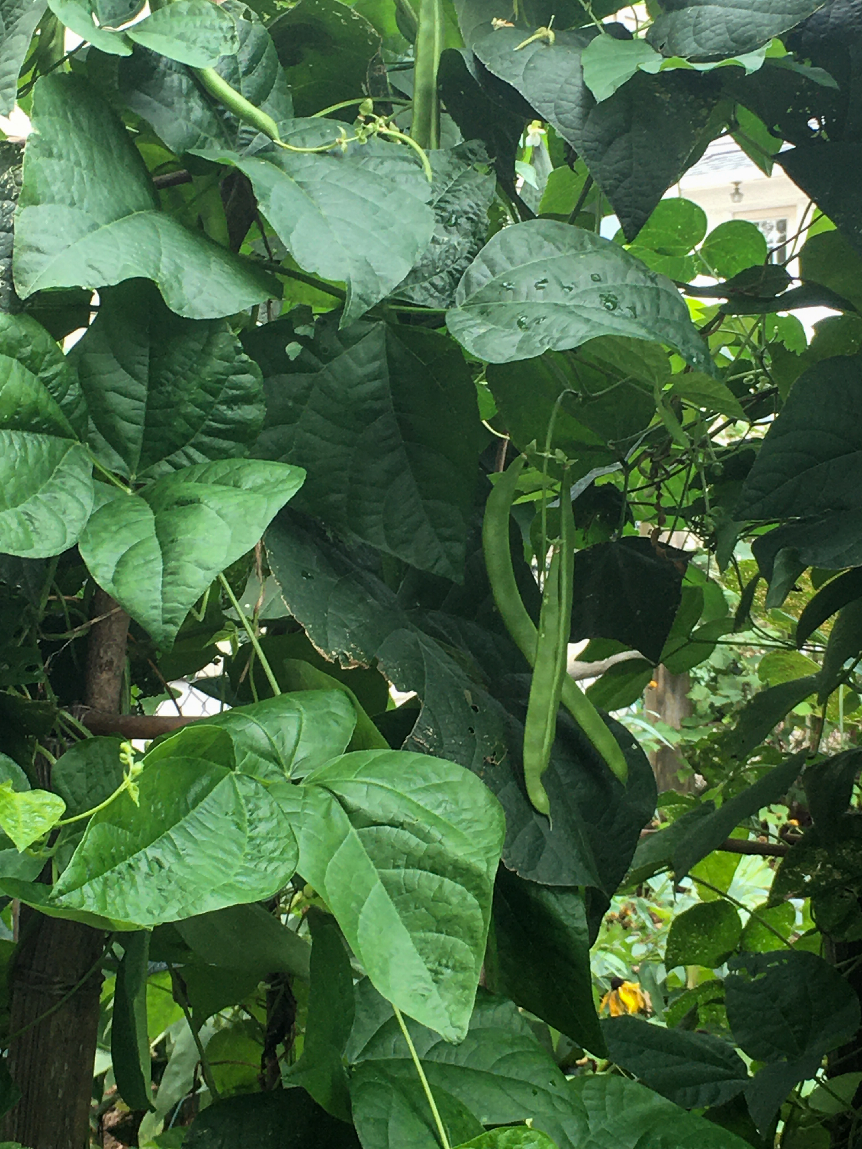 romano beans growing in a garden