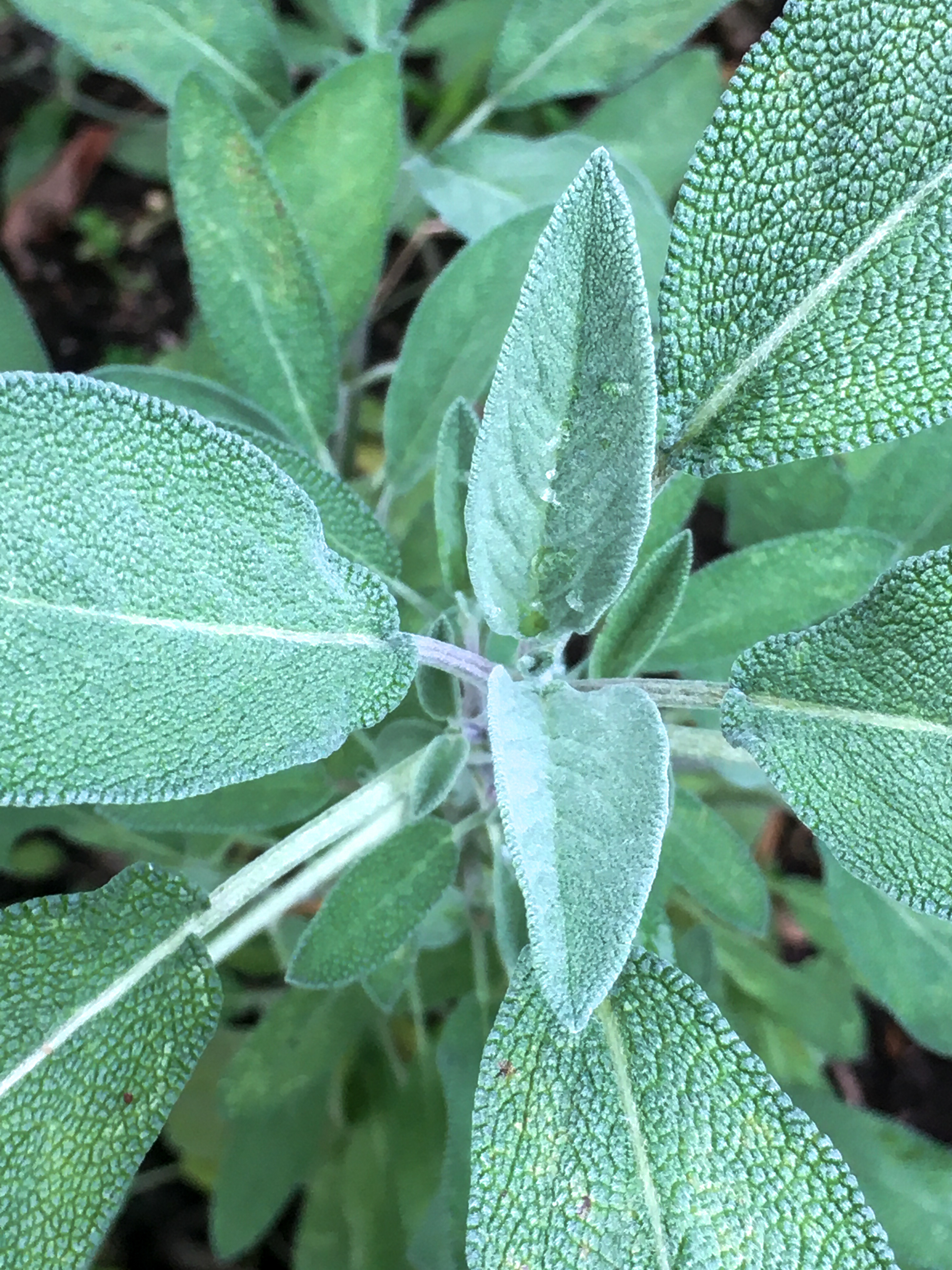 sage plant growing