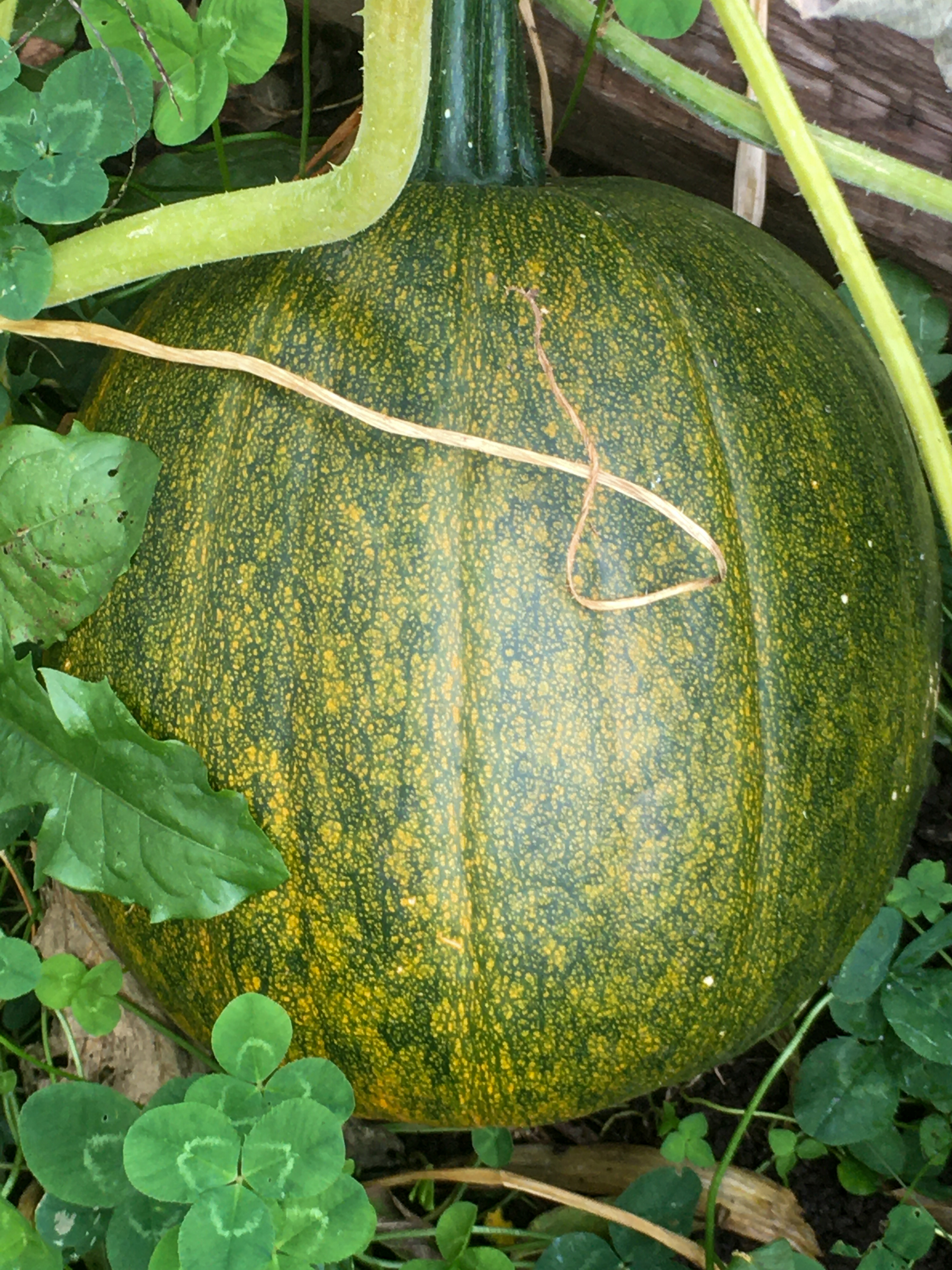 pumpkin on a vine mostly green with just a little orange