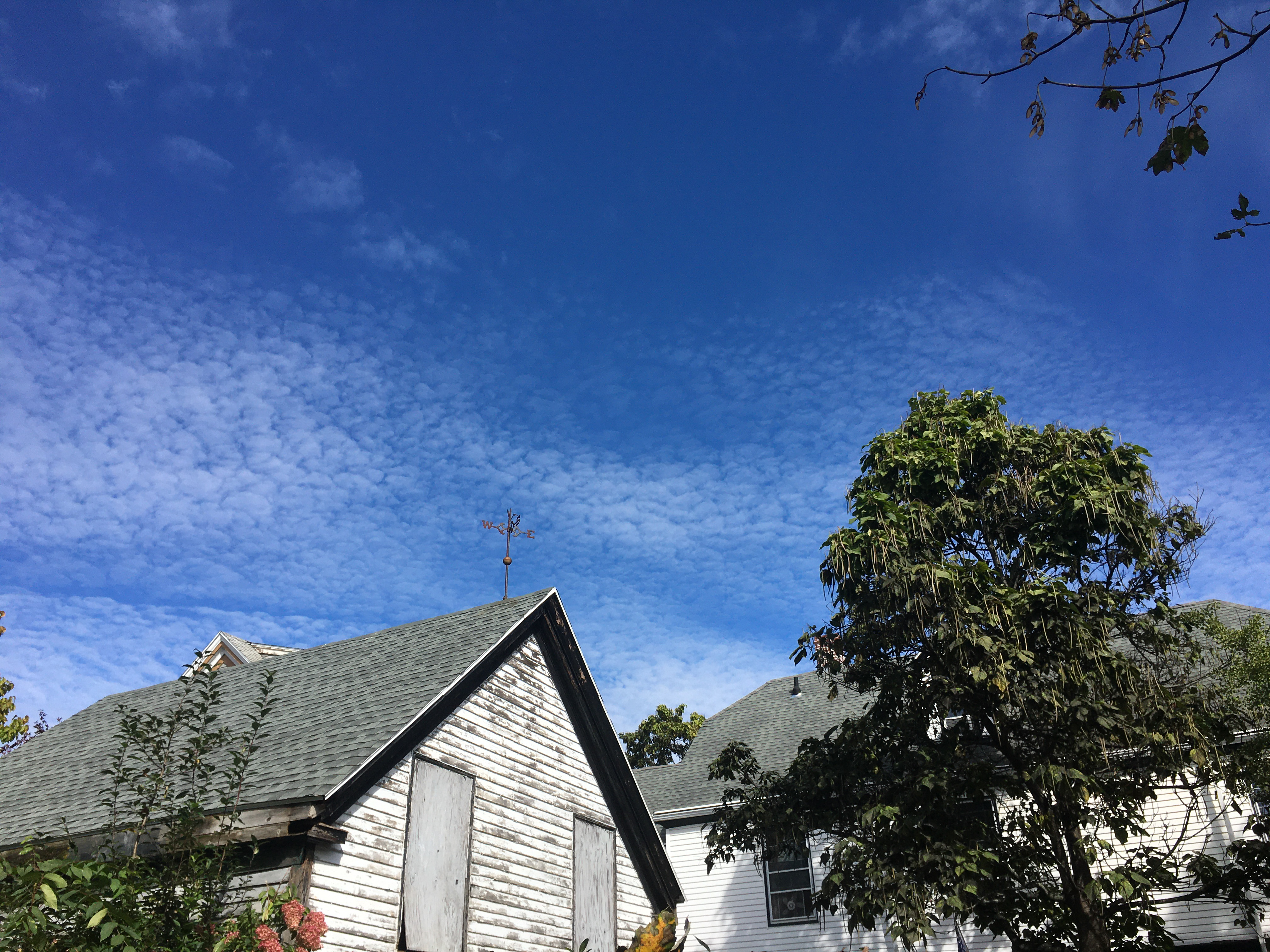 blue sky with a catalpa tree and a small white outbuilding
