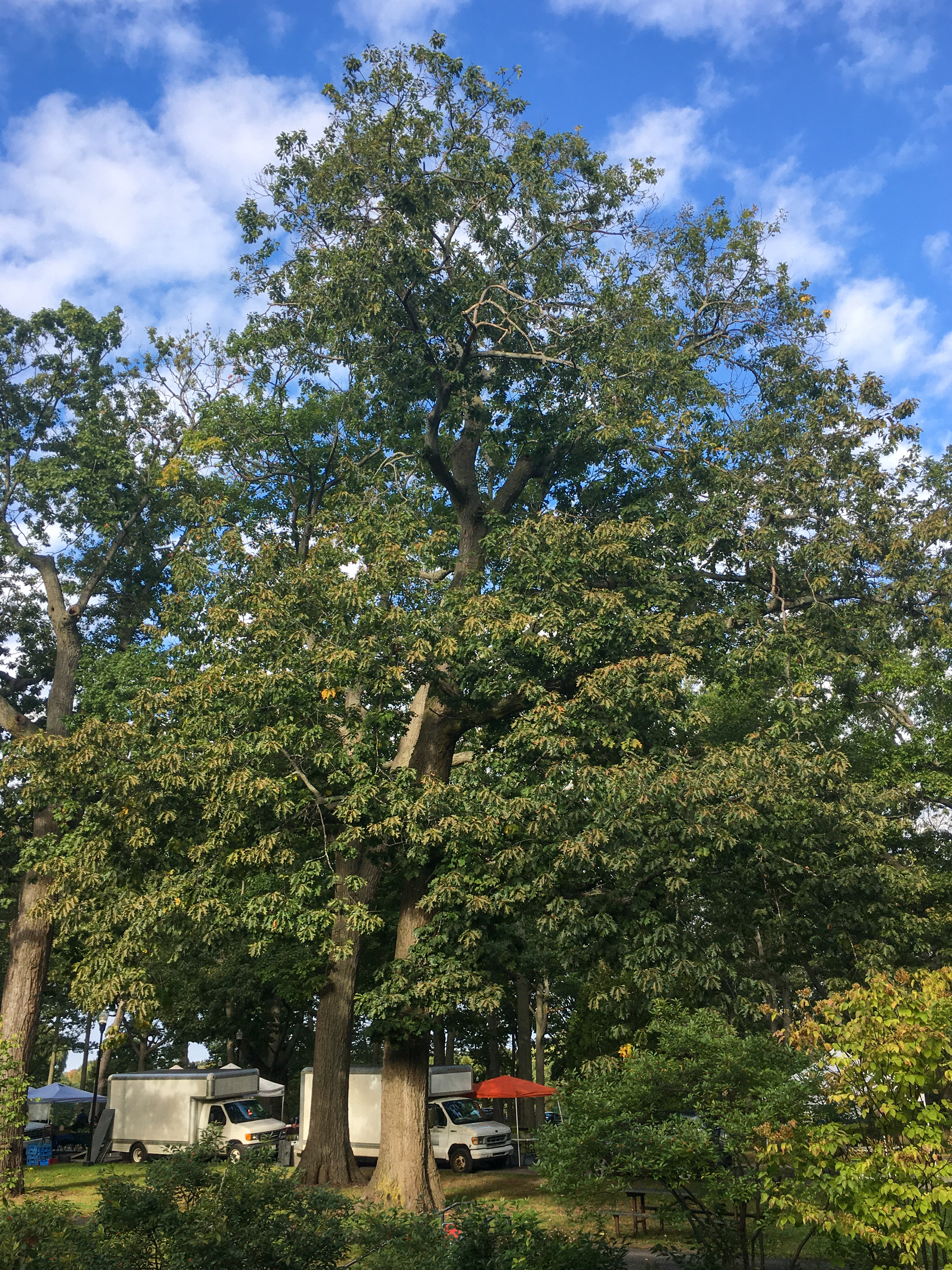 big red oak at Deering Park 