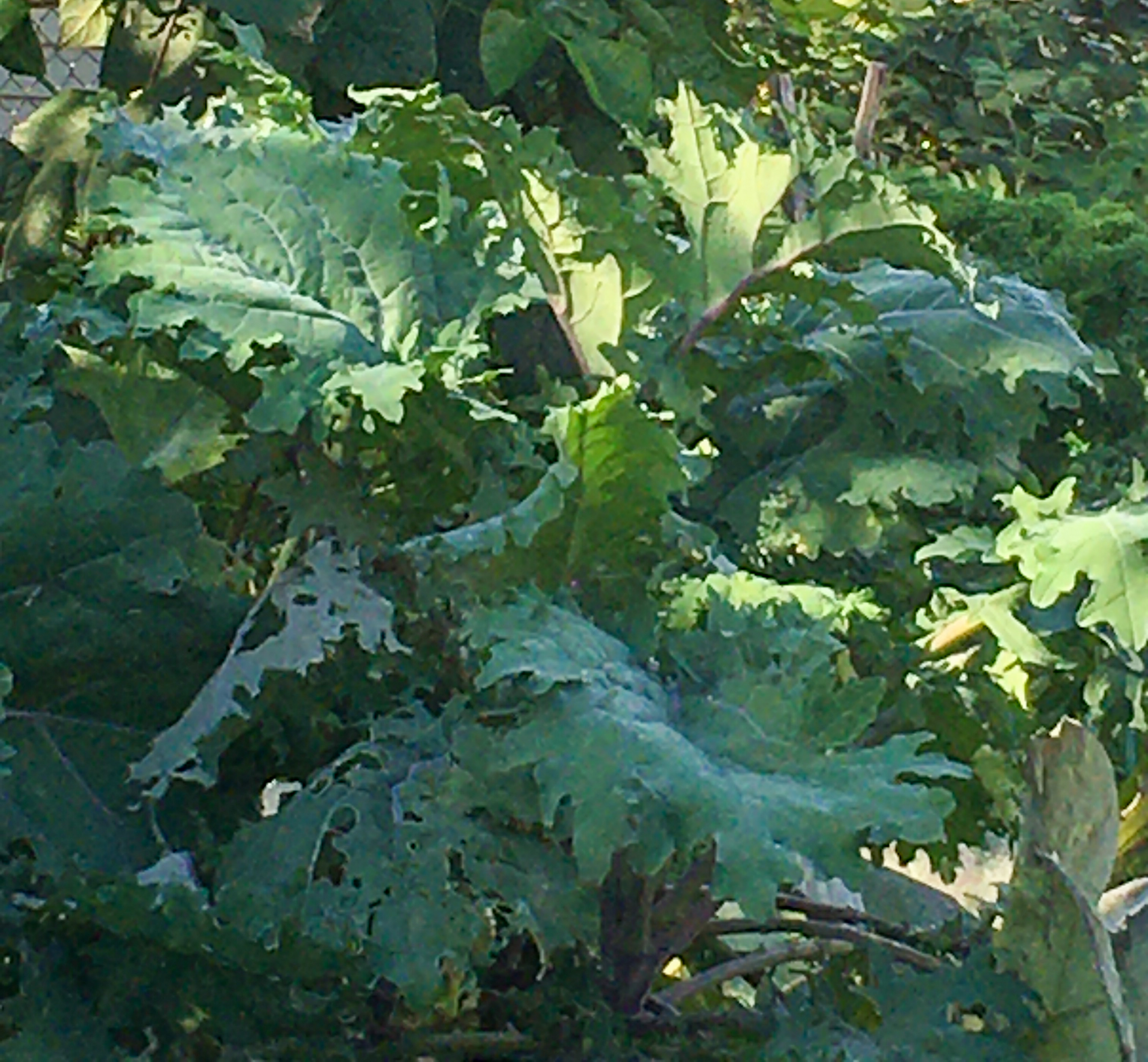 Russian kale plant