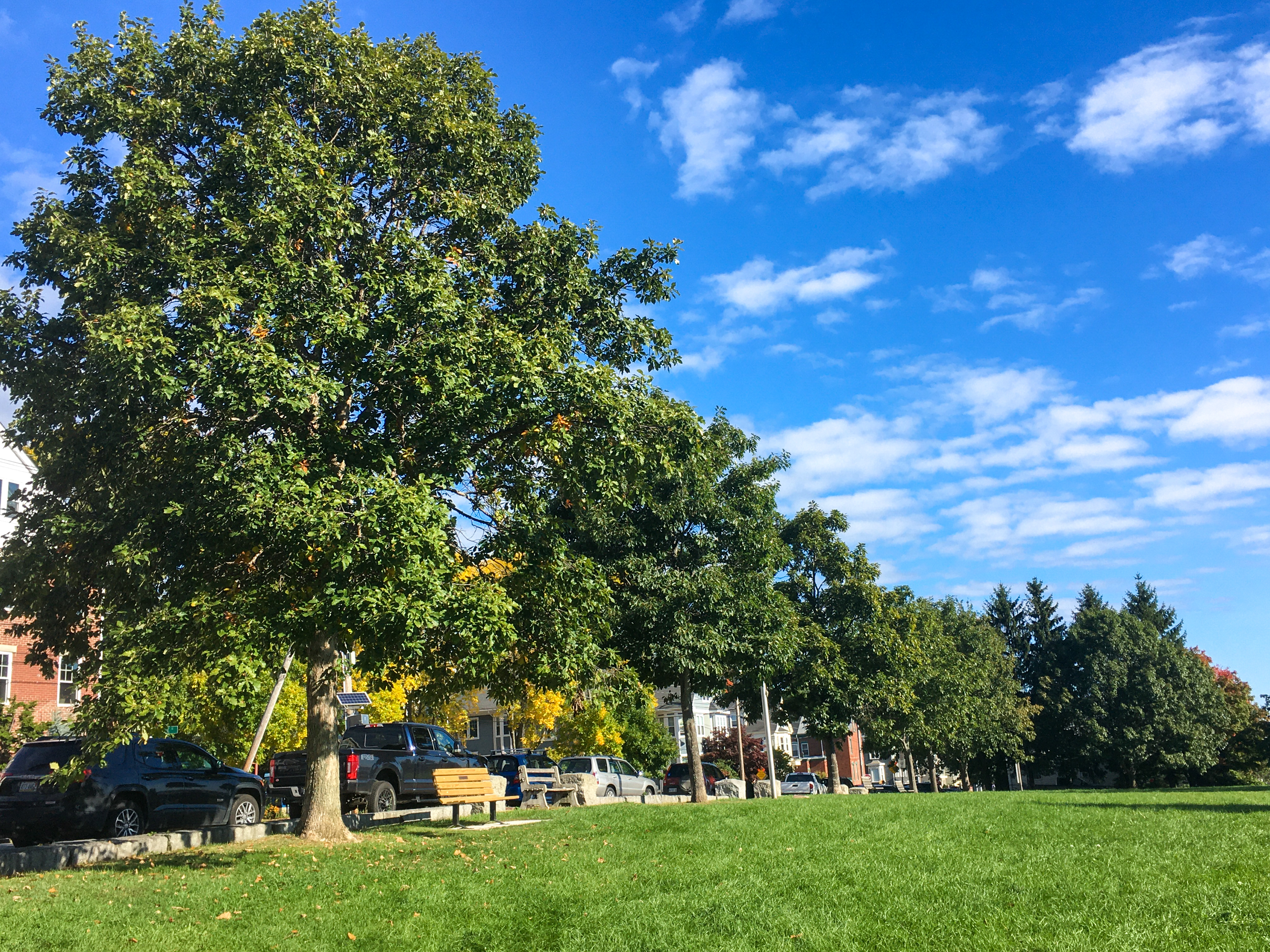 line of trees at the edge of a park