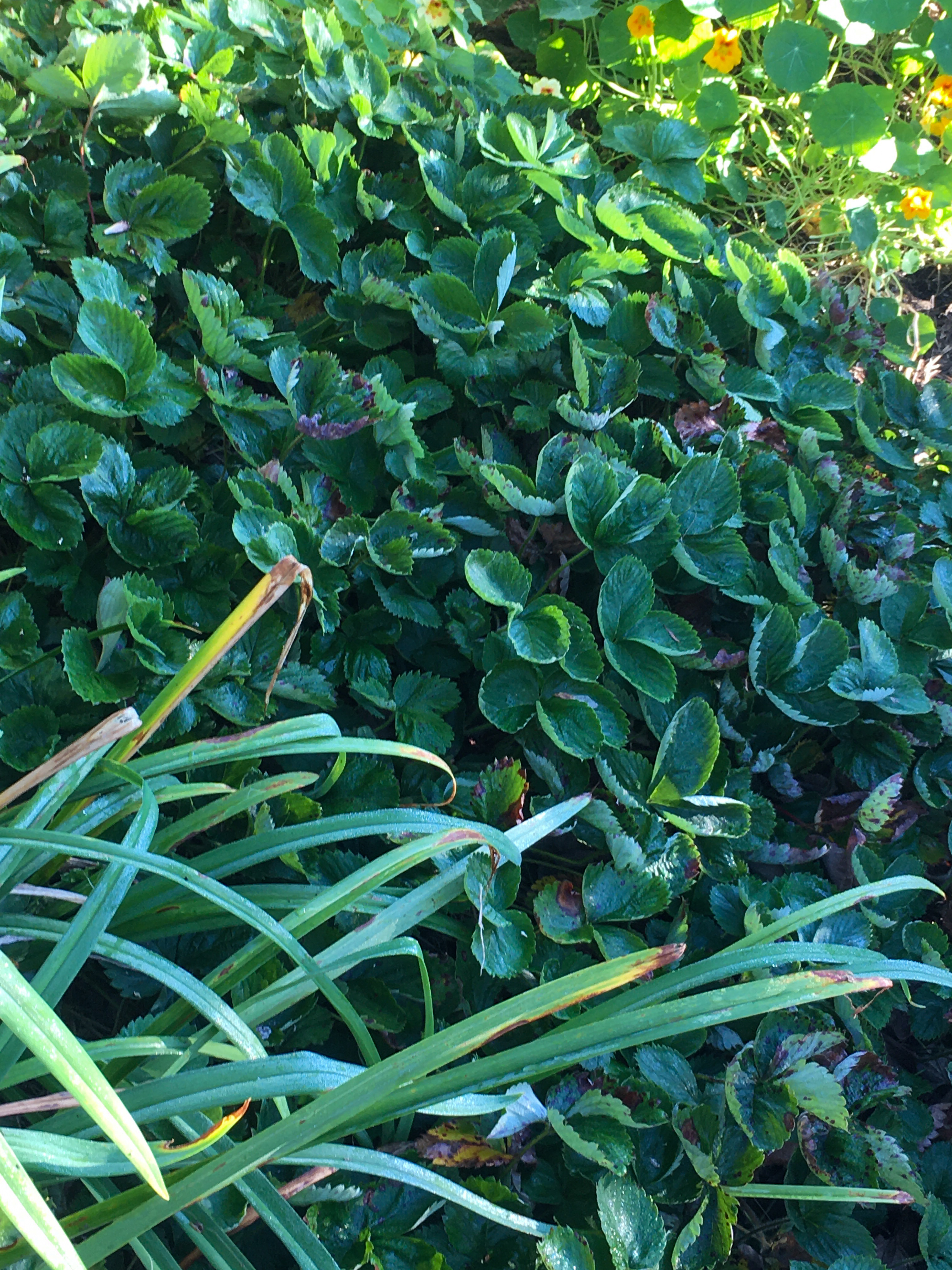 strawberry plants in the garden