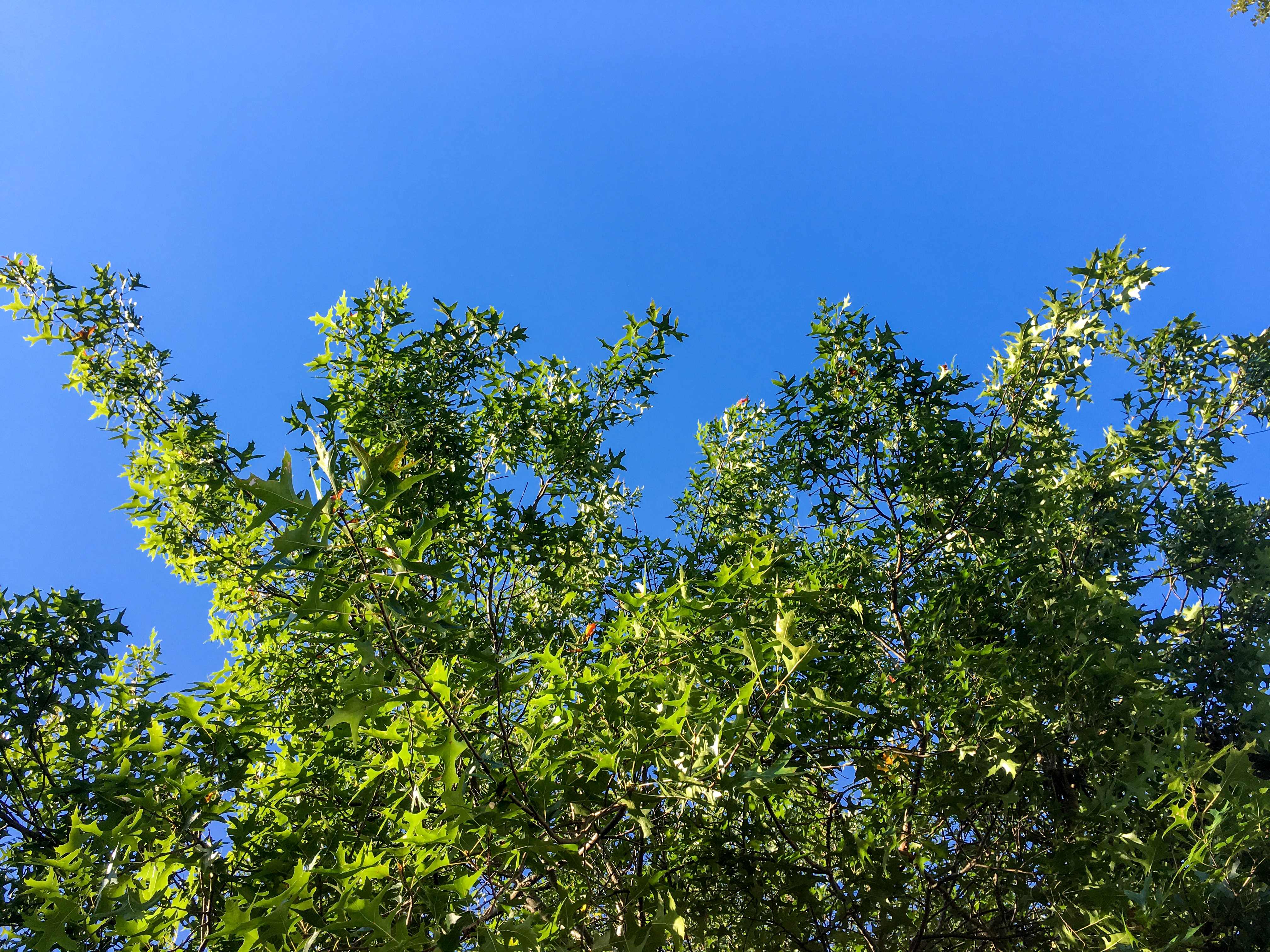 blue sky under a red oak