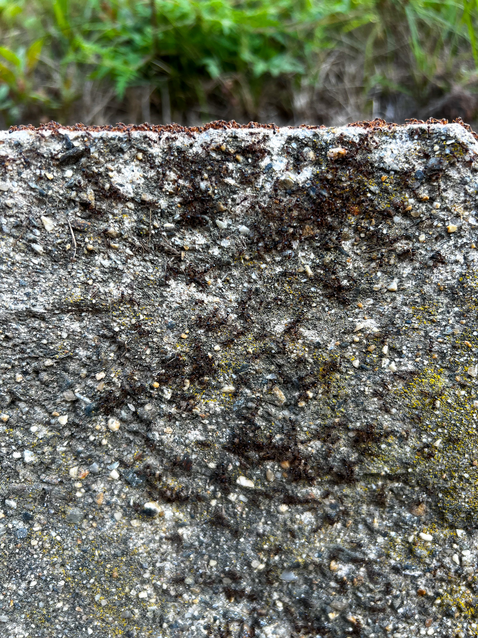 ants on a cement wall