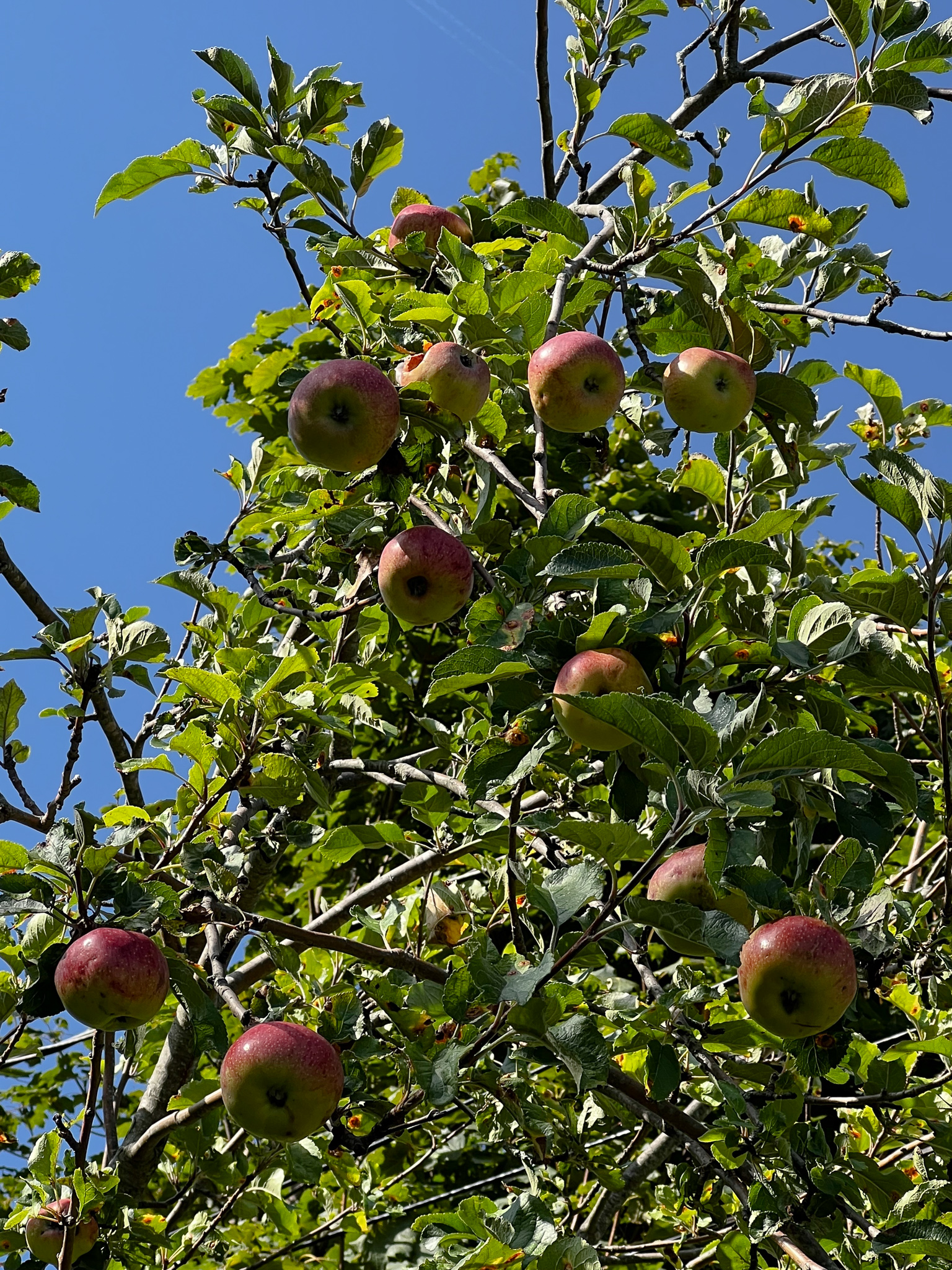 apples on a tree against the blue sky