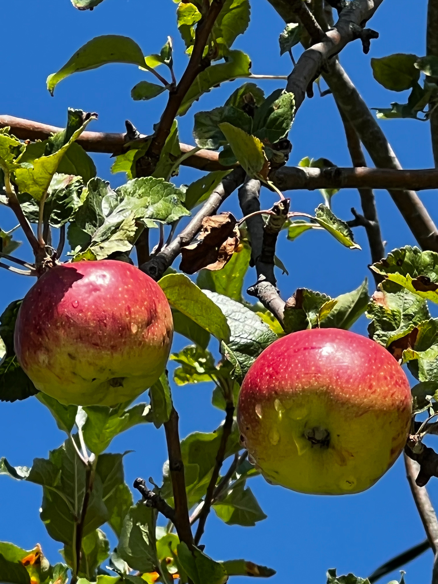 apples on an apple tree