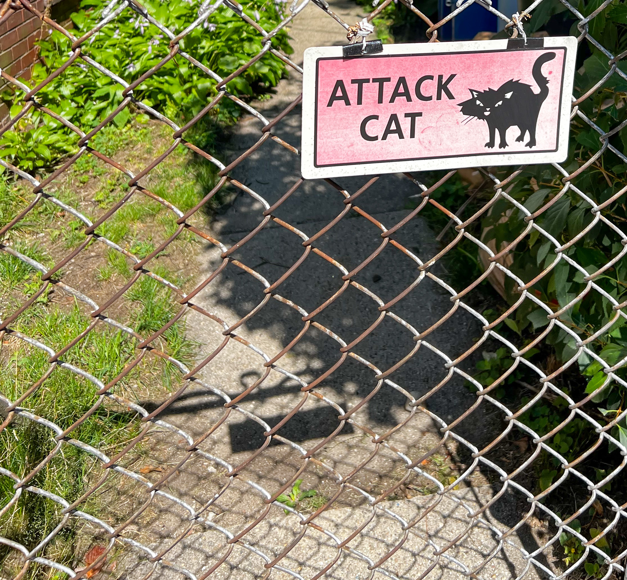 watch out for the attack cat