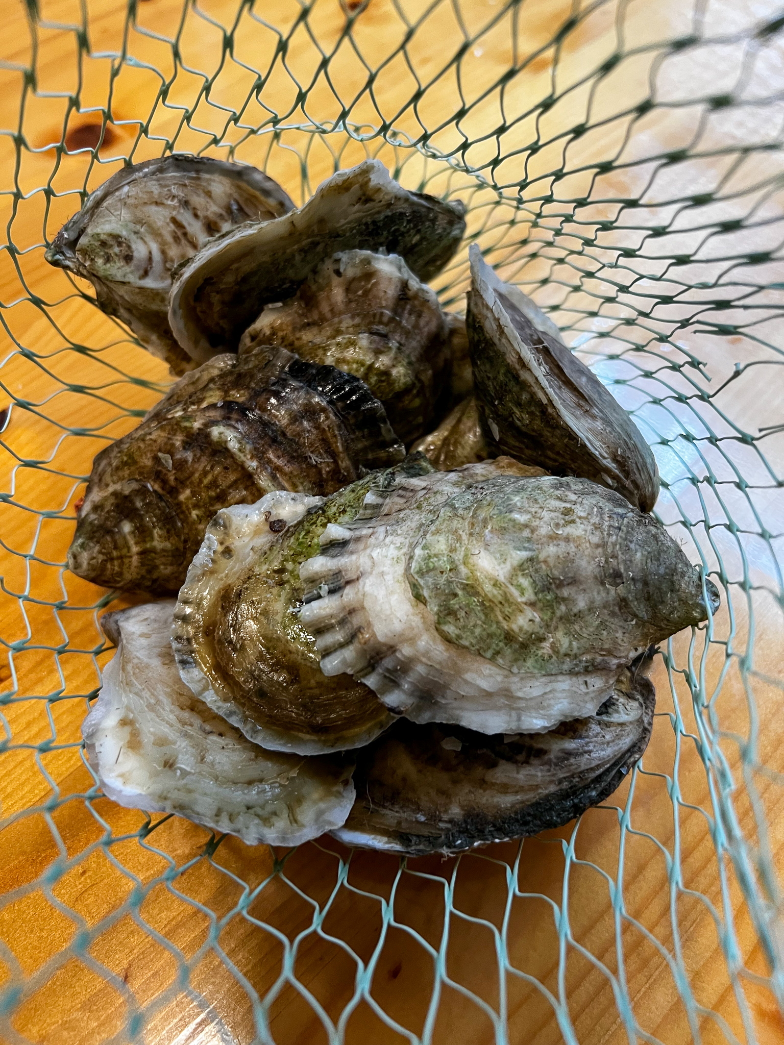 bag of oysters opening