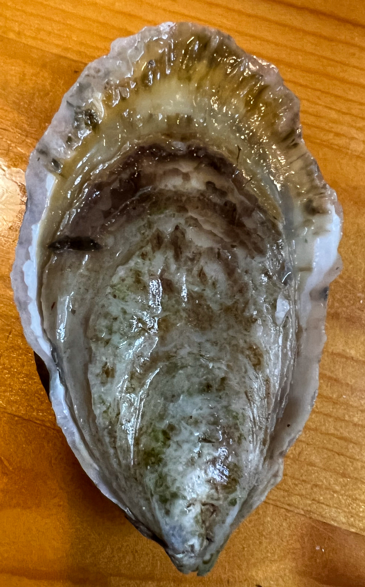 one whole closed fresh oyster