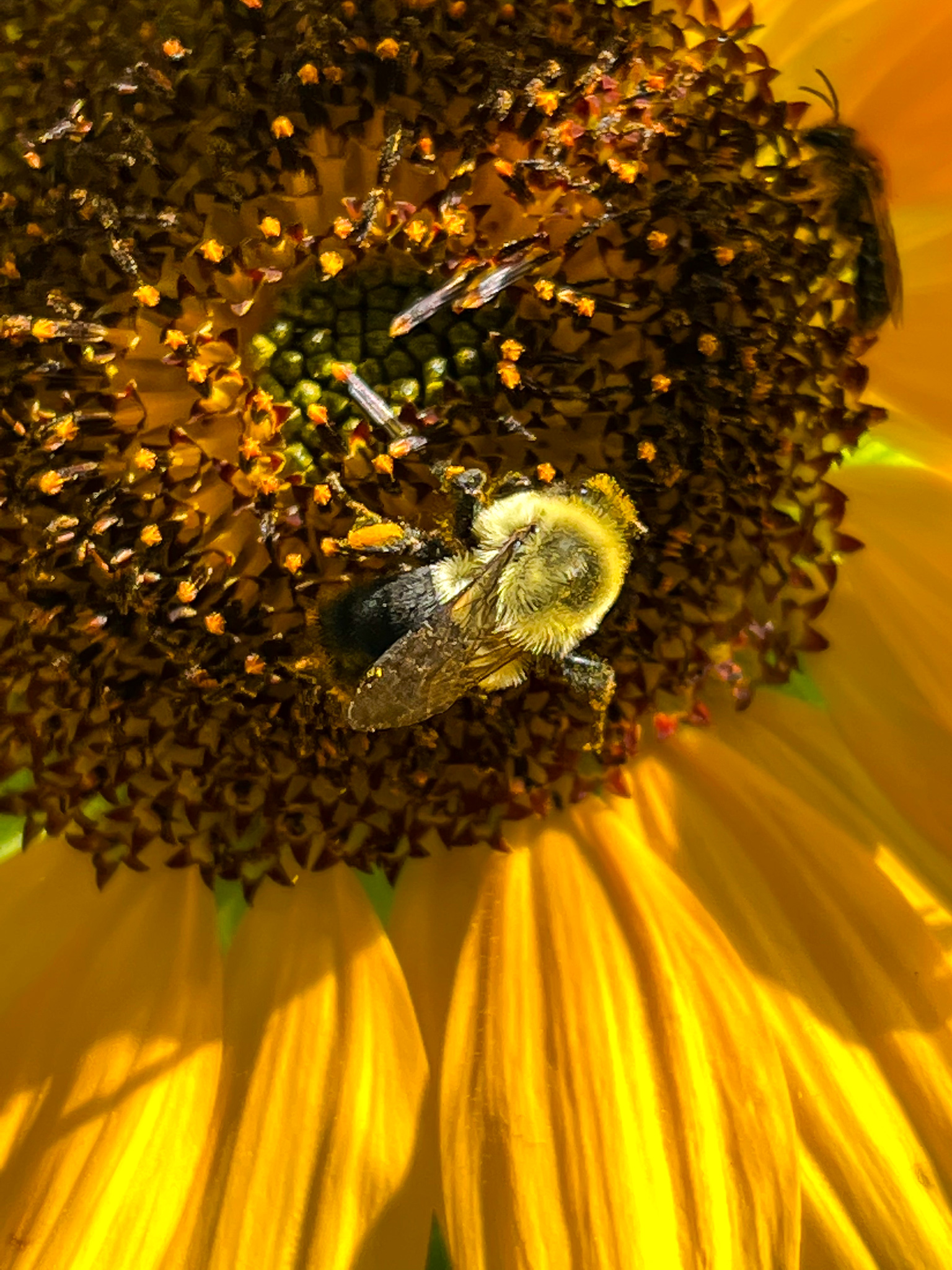 large bee on a sunflower center