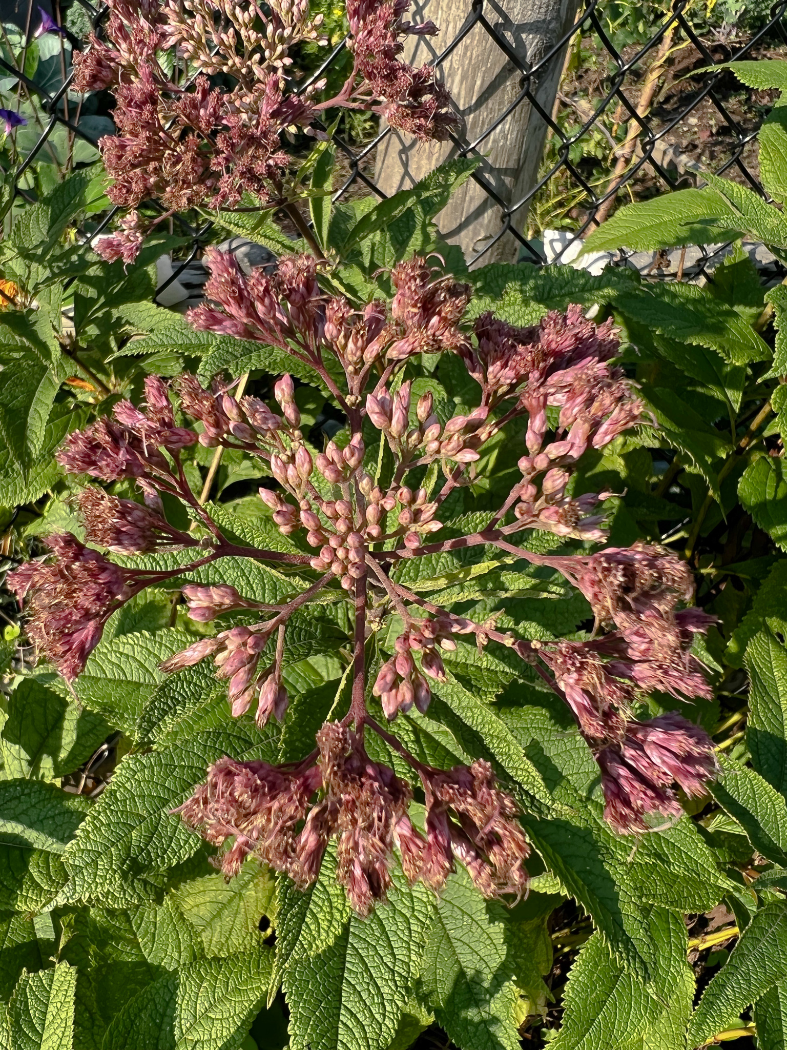 dusty rose flower
